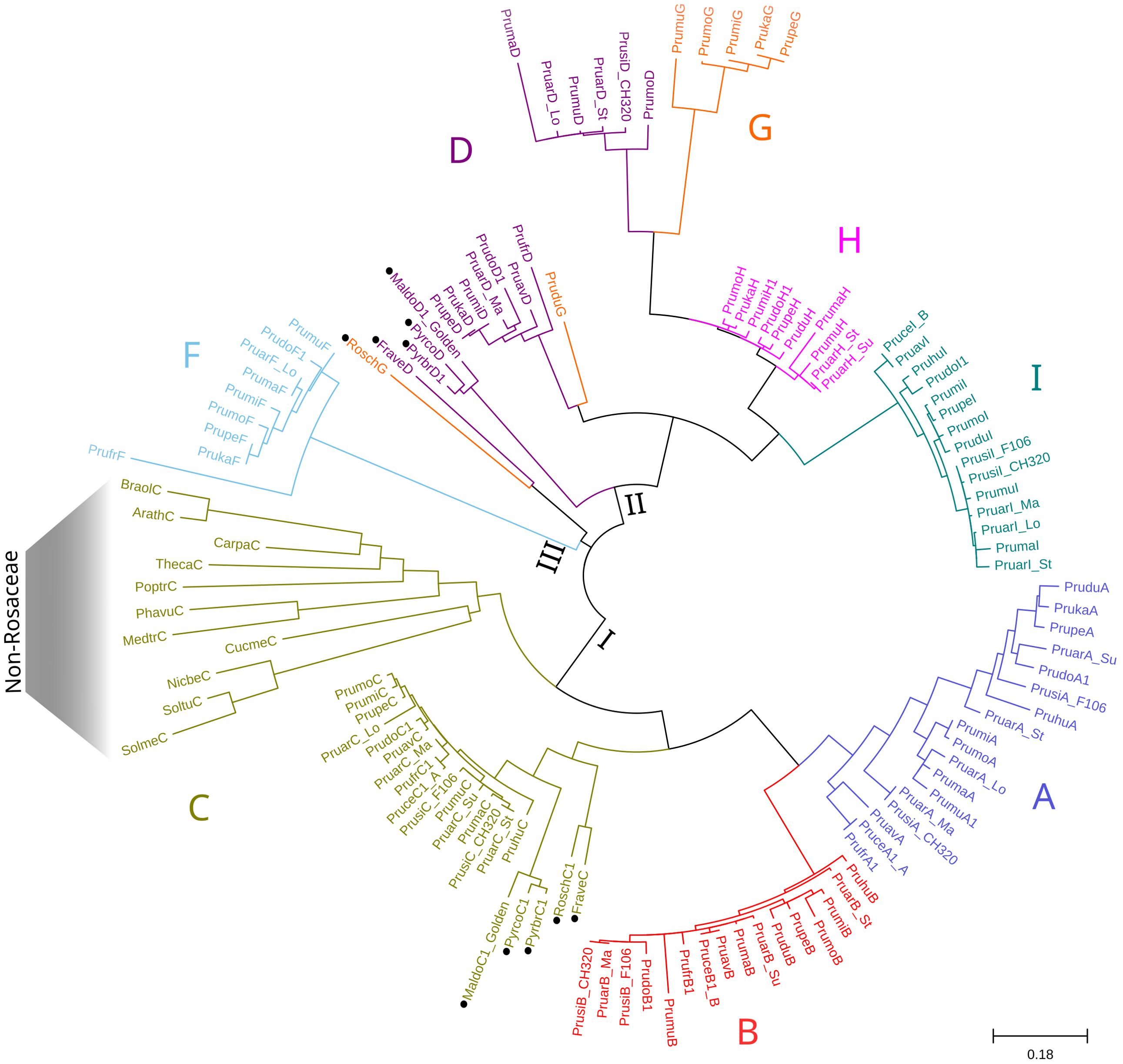 Phylogenetic tree illustrating the evolutionary relationships among various species. Different clades are labeled with letters A through I and are color-coded. Non-Rosaceae species are shown in a separate section, highlighting the divergence between groups. A scale bar is included.