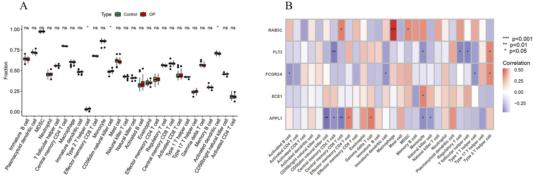 Panel A shows a box plot comparing cell type fractions between control and OP samples, with significance indicated above. Panel B displays a heatmap showing correlation values of various genes, with significance levels marked by asterisks. The color scale ranges from blue (negative correlation) to red (positive correlation).