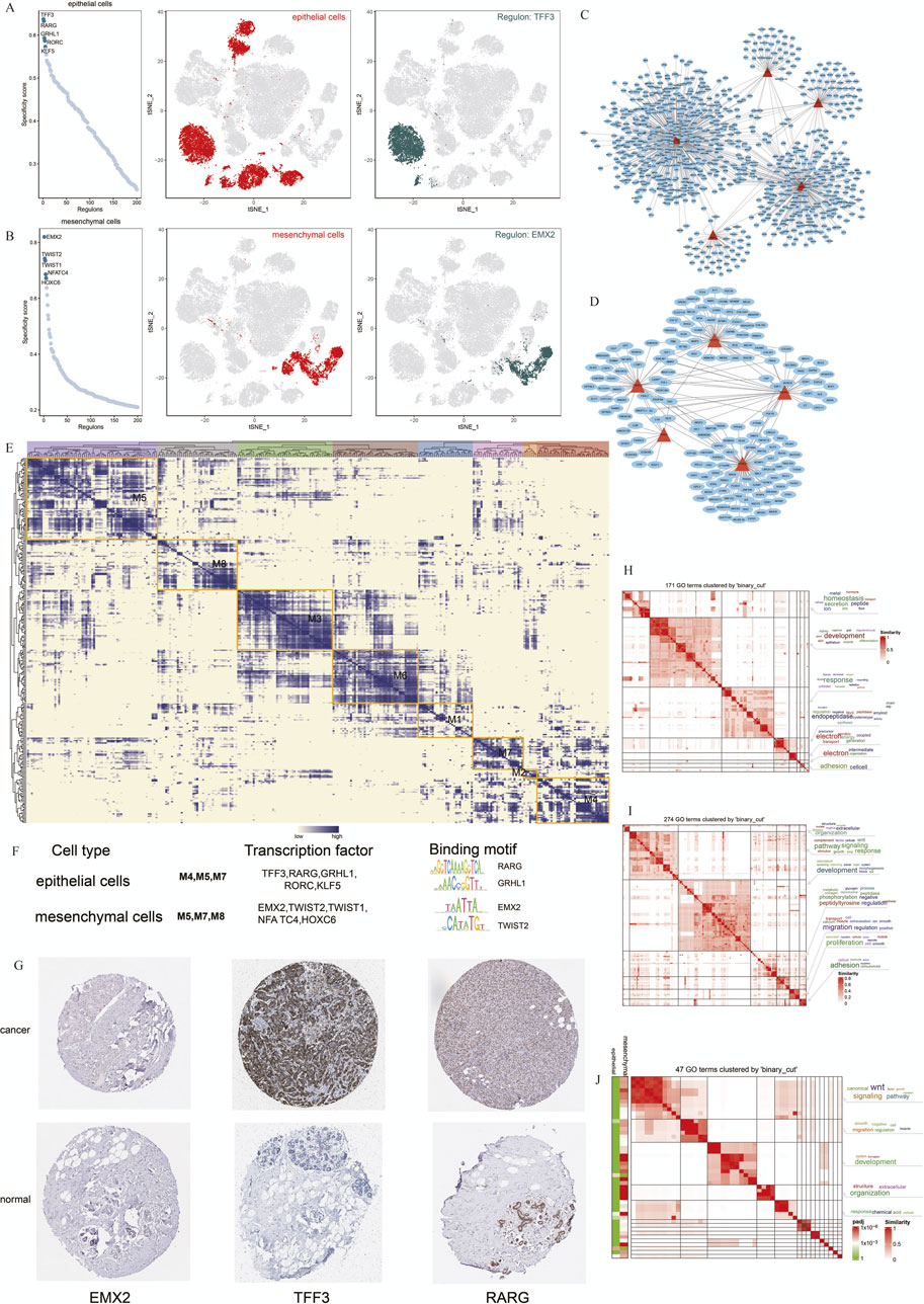 Composite image showing data on epithelial and mesenchymal cell transcription. Panels A and B display transcription factor expression rankings for both cell types. Panels C and D illustrate regulator networks of transcription factors for each. Panel E presents a heatmap of gene expression clusters. Panels II and I show Gene Ontology (GO) analyses for biological processes in epithelial and mesenchymal cells, respectively. Panel F lists transcription factors and binding motifs for cell types. Panel G compares tumor and normal tissue expression for EMX2, TFF3, and RARG. Panel J shows a GO analysis comparing epithelial and mesenchymal cells.