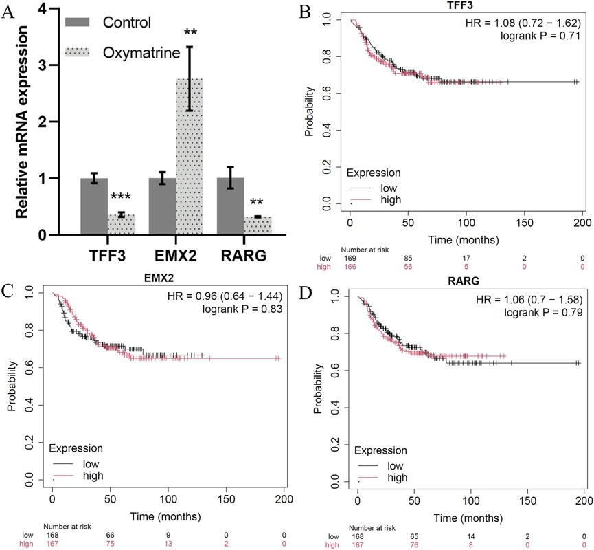 Key transcription factors. A) mRNA expression levels of TFF3, EMX2, and RARG are higher with oxymatrine treatment than control, with ** indicating significance. B-D) Kaplan-Meier plots for TFF3, EMX2, and RARG show survival probabilities over time with high and low gene expression levels. Hazard ratios and logrank P values are provided for each.