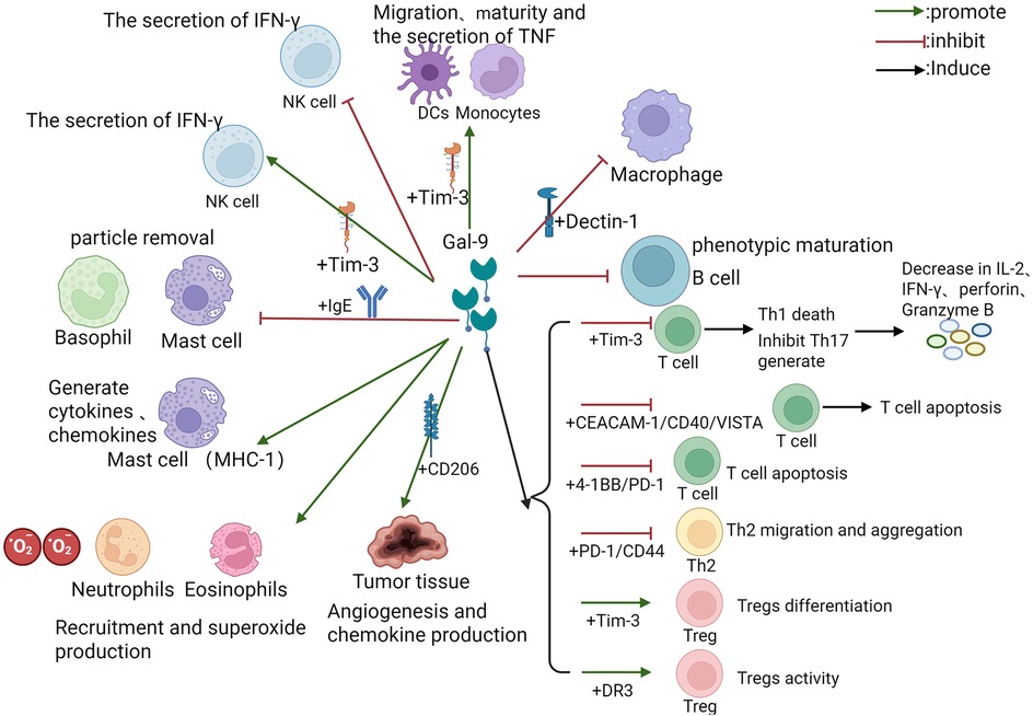 Diagram illustrating interactions of immune cells with signaling molecules like Gal-9, CD206, and Tim-3, showing promotion, inhibition, and induction of cellular responses including cytokine production, apoptosis, and differentiation. Arrows and lines indicate effects on NK cells, DCs, monocytes, macrophages, B cells, T cells, basophils, mast cells, neutrophils, eosinophils, and tumor tissue. Green arrows denote promotion, red lines inhibit, and black arrows induce specific functions such as IFN-gamma secretion, TNF migration, and T cell phenotypic maturation affecting immune response dynamics.