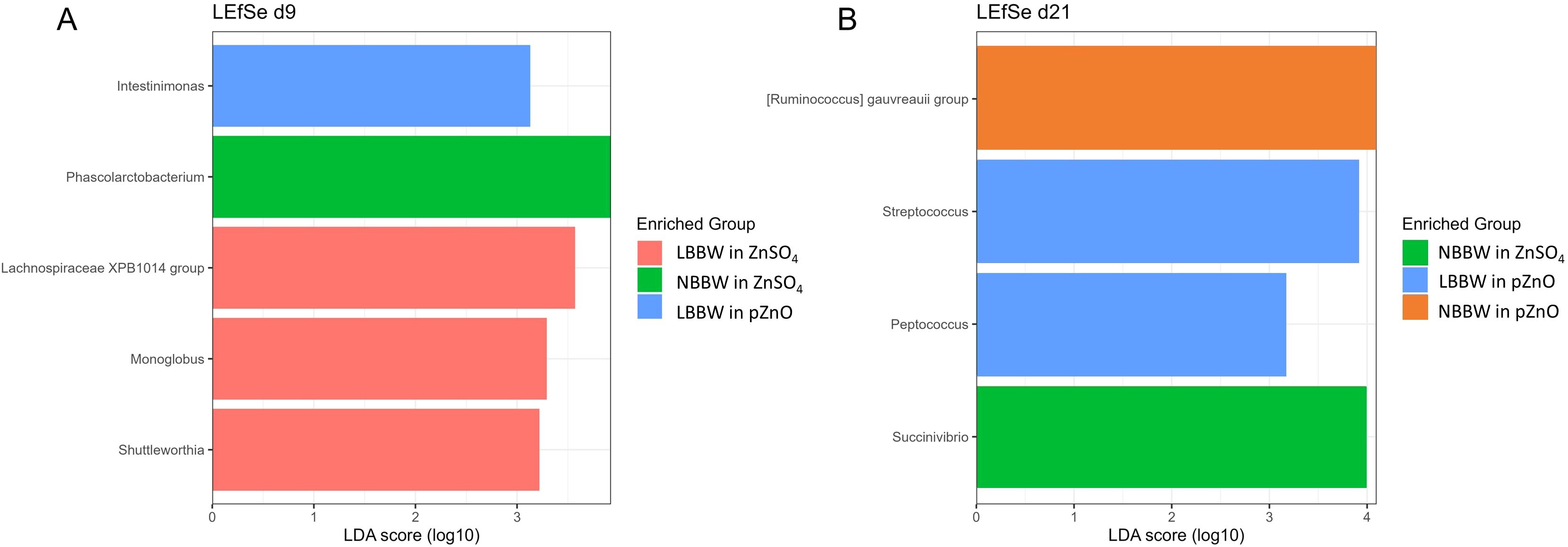 Two bar charts labeled A and B showing LDA scores for microbial groups enriched in different treatments. Chart A represents Intestinimonas, Phascolarctobacterium, and Shuttleworthia, among others, with red, green, and blue colors for LBBW in ZnSO4, NBBW in ZnSO4, and LBBW in pZnO. Chart B highlights the Ruminococcaceae gauvreauii group, Streptococcus, and Peptococcus with green, blue, and orange colors for NBBW in ZnSO4, LBBW in pZnO, and NBBW in pZnO.