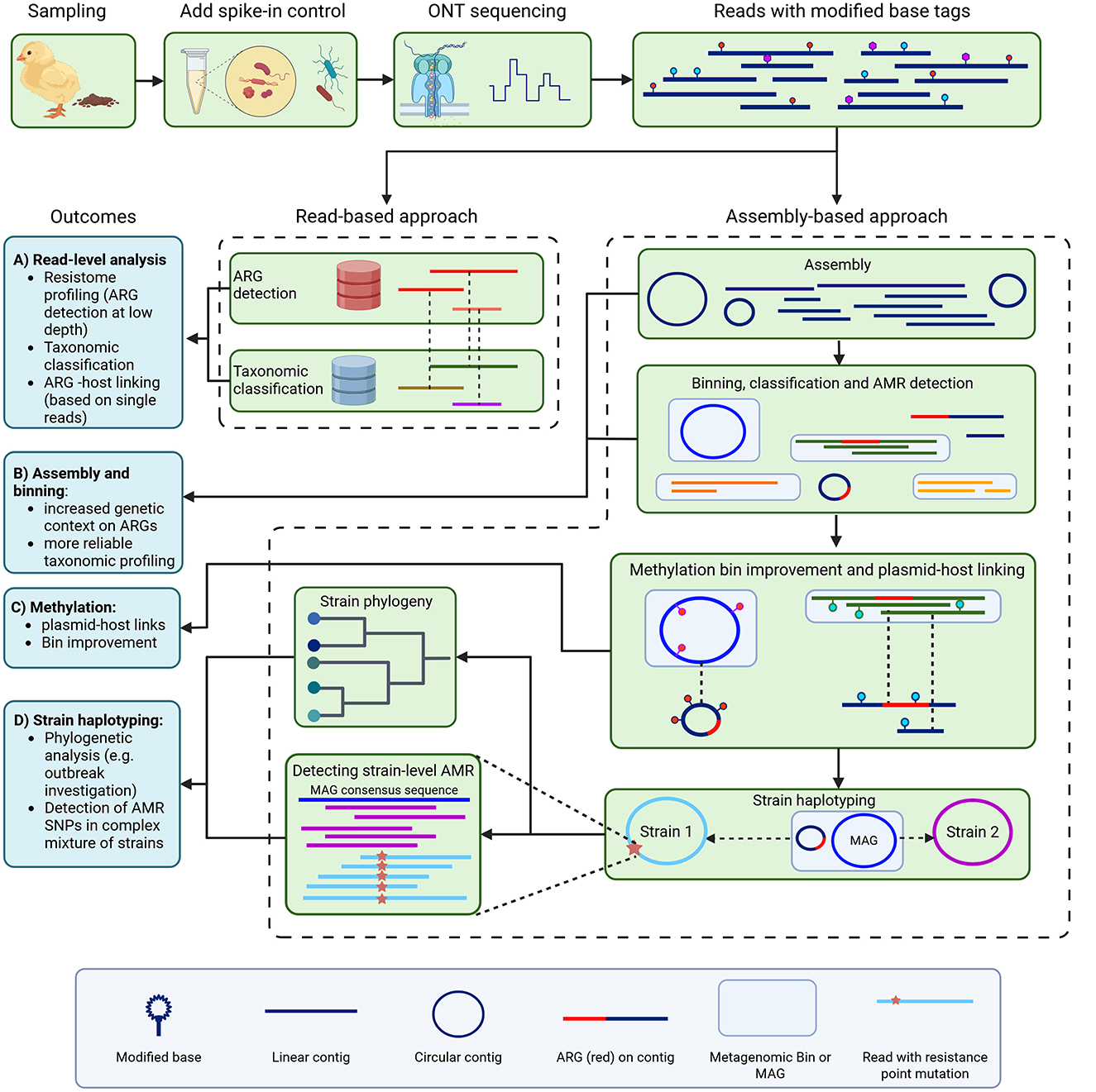Flowchart illustrating the process of sequencing and analyzing microbiomes. It starts with sampling and adding spike-in controls, followed by ONT sequencing. Outputs include read-based and assembly-based approaches. The read-based approach enables resistome profiling and taxonomic classification, while the assembly-based approach involves binning, classification, and AMR detection. Methylation analysis and strain haplotyping provide insights into plasmid-host links and phylogenetic analysis. The diagram uses symbols for modified bases, contigs, ARGs, and resistance mutations to represent data flow and relationships.