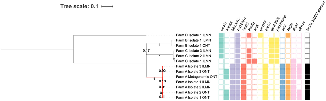 Phylogenetic tree and heatmap displaying genetic relationships among isolates from different farms, labeled as Farm A to D, using ILMN and ONT sequencing methods. The tree indicates evolutionary distances, with numbers signifying branch support. The heatmap columns represent various genes, with colored blocks indicating gene presence or absence, and black blocks denoting IncHI2: MOBP plasmid presence. Tree scale is 0.1.