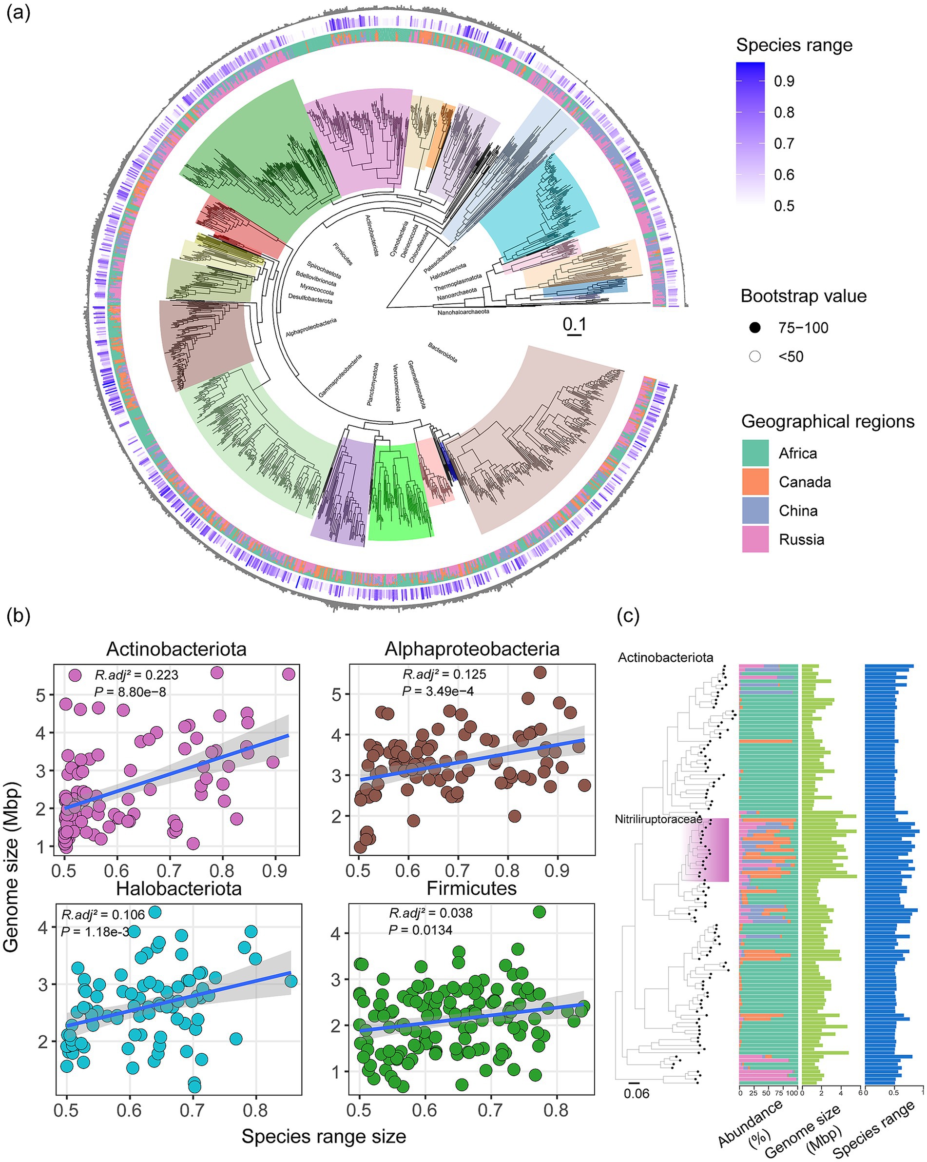 A circular phylogenetic tree displays microbial species with colored segments representing different geographical regions: Africa, Canada, China, and Russia. Bootstrap values are indicated by circle size. Scatter plots show the correlation between genome size and species range size for Actinobacteriota, Alphaproteobacteria, Halobacteriota, and Firmicutes, with trend lines and statistical values included. A bar chart next to a dendrogram illustrates the abundance, genome size, and species range for various bacterial groups.