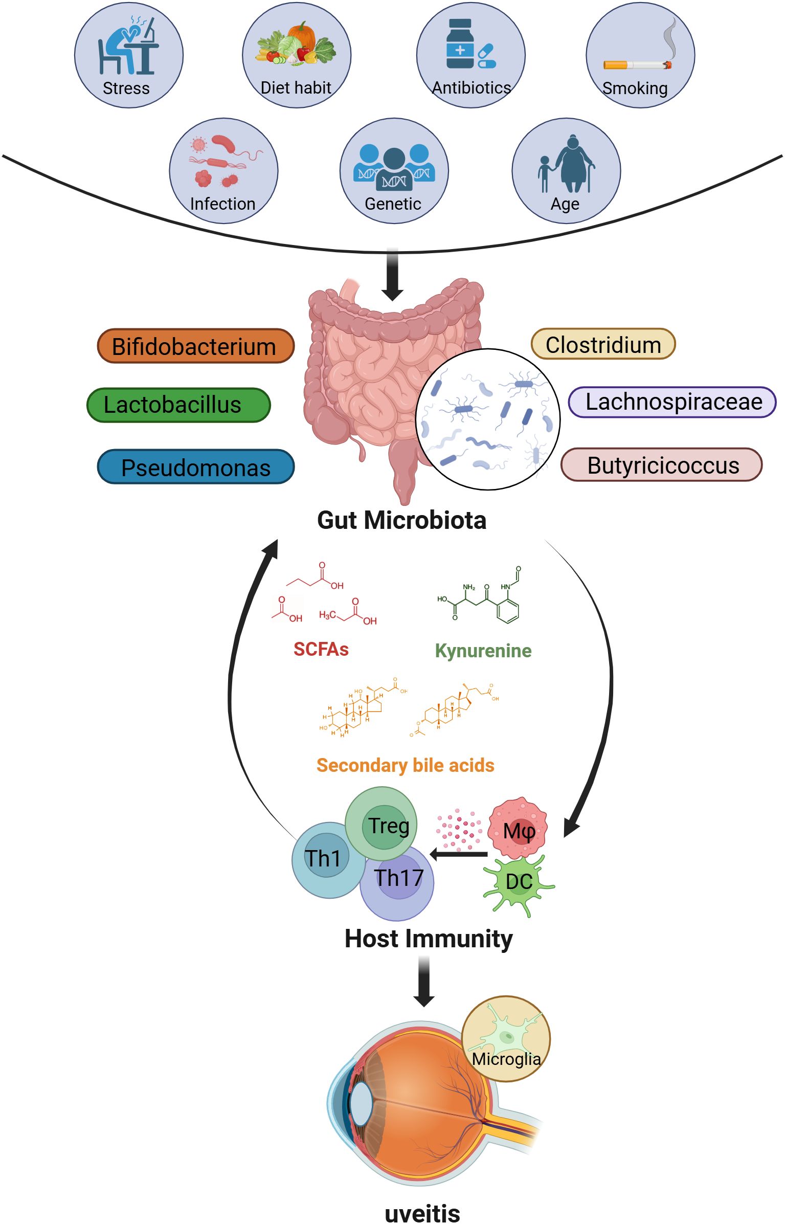 Factors like stress, diet, antibiotics, smoking, infections, genetics, and age alter gut microbiota, featuring bacteria such as Clostridium, Lachnospiraceae, Bifidobacterium, Lactobacillus, and Pseudomonas. These affect microbial metabolites like SCFAs, bile acids, and kynurenine, influencing host immunity and potentially contributing to uveitis.