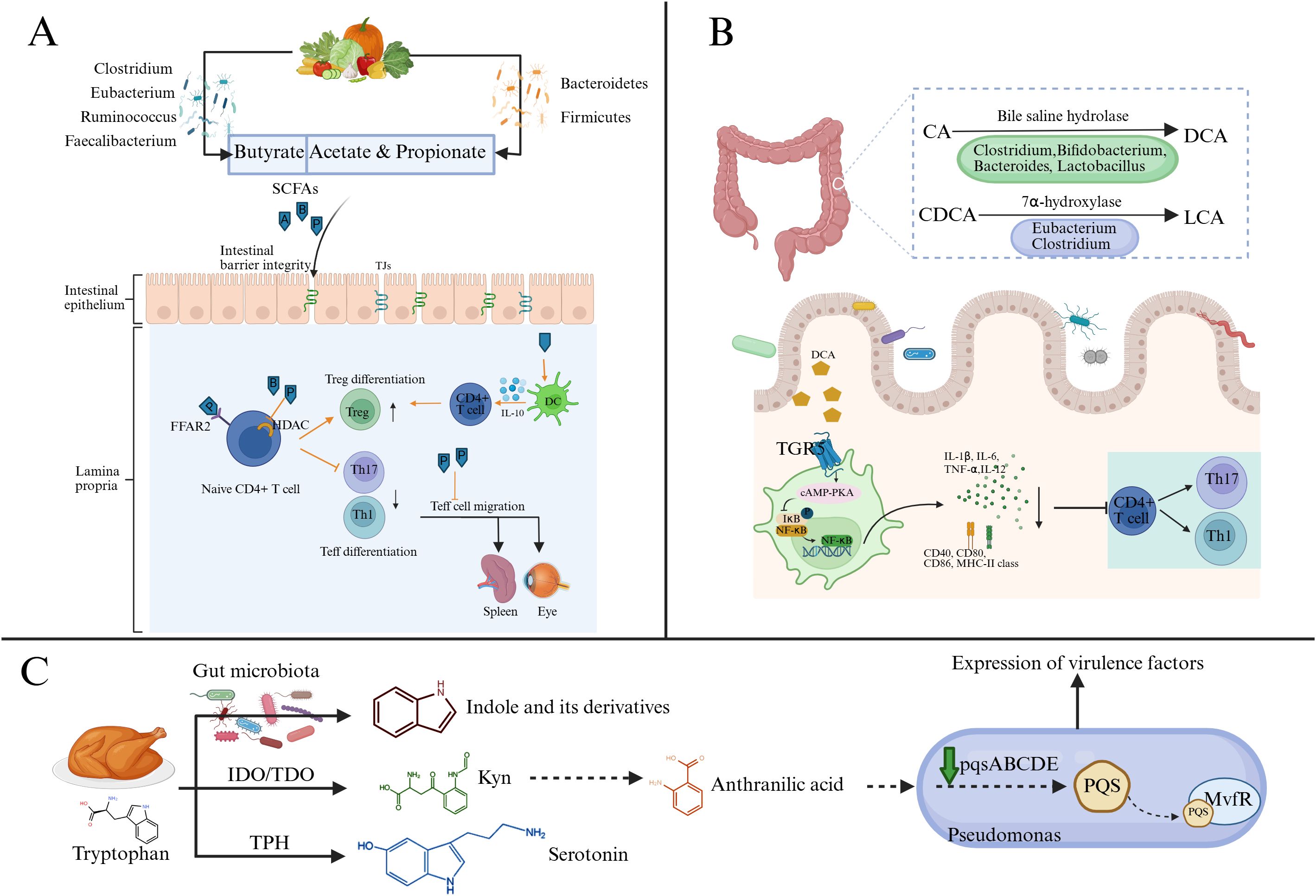 Diagram illustrating interactions between gut microbiota and their impacts. Panel A shows that SCFAs affect T cell differentiation and maintain intestinal integrity. Panel B illustrates that secondary bile acids, produced by microbial metabolism, inhibit dendritic cell activation via TGR5 signaling. Panel C highlights tryptophan metabolism, where kynurenine is further metabolized into anthranilic acid, a precursor for PQS synthesis in Pseudomonas, thereby enhancing bacterial virulence through quorum sensing.