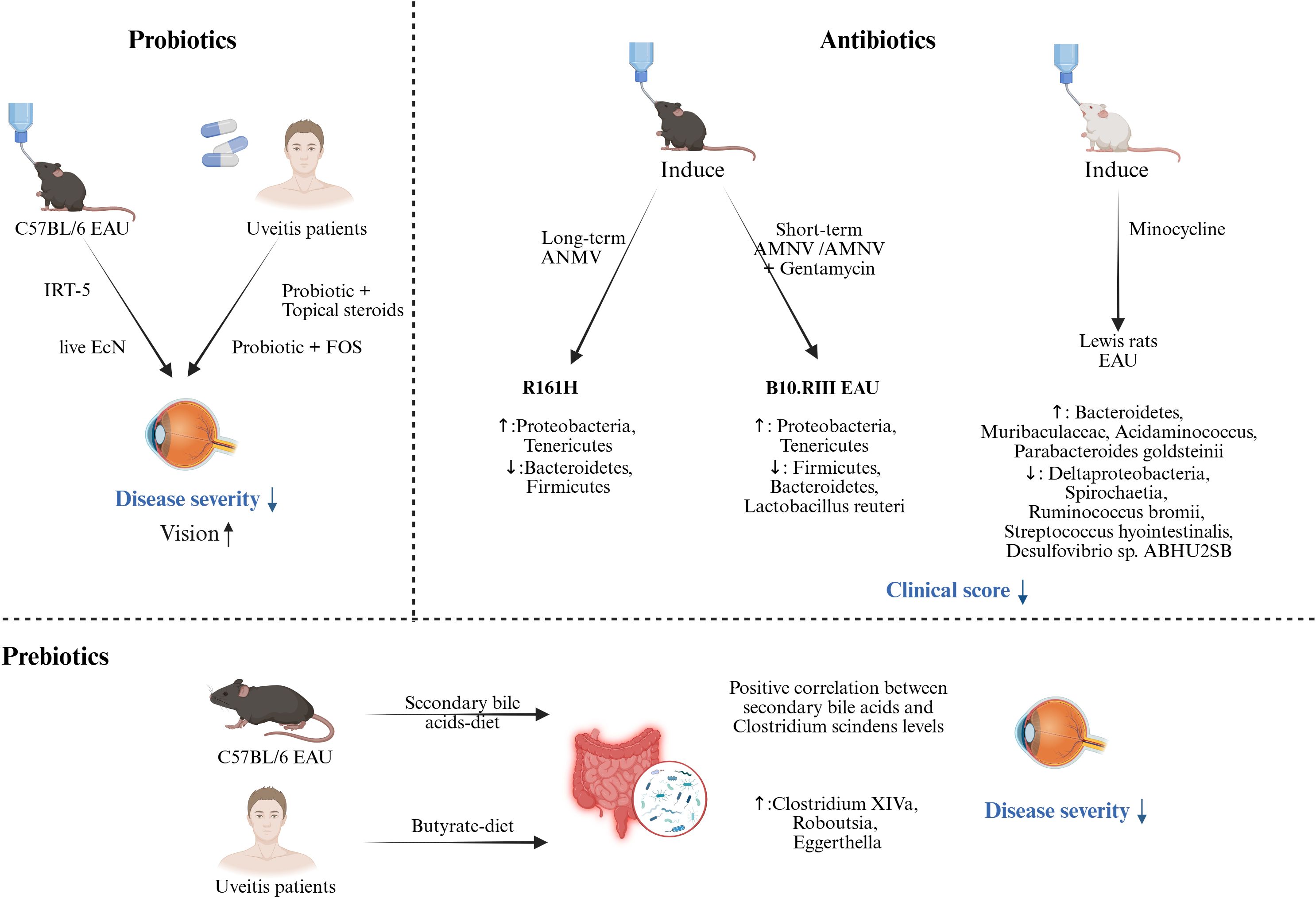 Diagram illustrating the effects of probiotics, antibiotics, and prebiotics on disease severity and gut microbiota. Probiotics in mice and uveitis patients reduce disease severity and improve vision. Antibiotics in different mouse models alter gut bacteria, increasing Proteobacteria and Tenericutes but decreasing Bacteroidetes and Firmicutes, with varying effects on clinical scores. Prebiotics increase bacteria like Clostridium XIVa, and dietary interventions show positive correlations with certain gut bacteria, reducing disease severity.