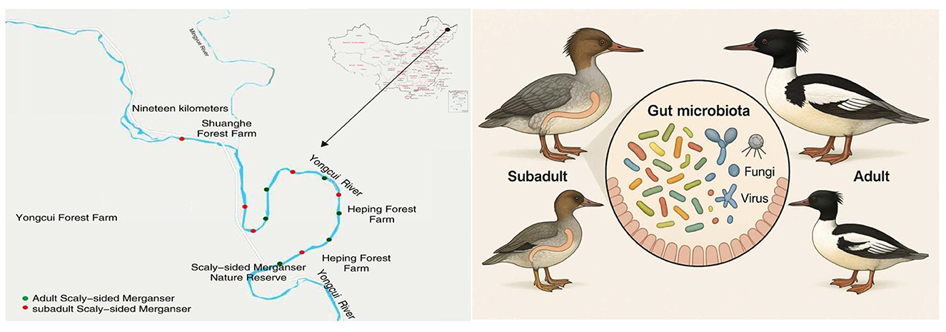 Map and illustration showing Scaly-sided Mergansers in a study of gut microbiota. The left panel maps the locations along the Yongcui River and nearby forest farms where adult and subadult birds were found. The right panel illustrates adult and subadult mergansers, highlighting gut microbiota with depictions of fungi and viruses.
