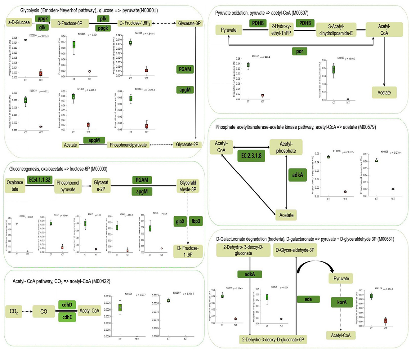 Metabolic pathway diagram illustrating glycolysis, pyruvate oxidation, gluconeogenesis, and related processes. Includes enzyme labels like PGAM, PDHB, and adkA with associated bar graphs showing expression data under different conditions (CT and VCT). Text boxes show biochemical compounds such as glucose, acetate, and acetyl-CoA, connected by arrows indicating reaction flow. Data plots display variations in metabolite concentrations across pathways. This diagram highlights complex metabolic interactions and gene expressions involved in energy production and transformation.