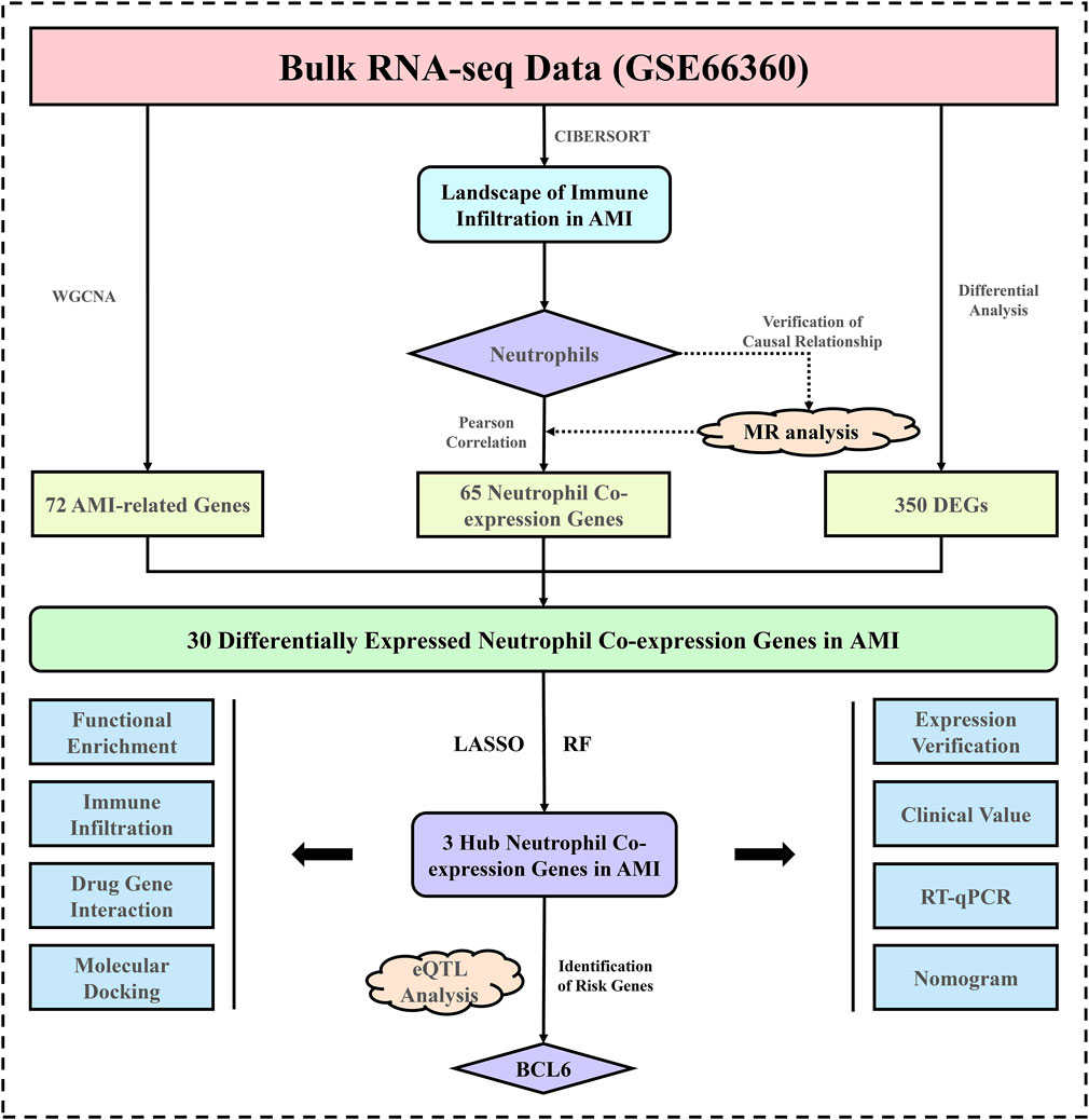 Flowchart illustrating the analysis of bulk RNA-seq data for immune infiltration in acute myocardial infarction (AMI). It starts with data processing using CIBERSORT and WGCNA, identifying neutrophil co-expression genes. MR analysis verifies causal relationships, linking to differentially expressed genes (DEGs). Further processing identifies 30 differentially expressed genes, narrowed to 3 hub genes through LASSO and RF analysis. These are verified through functional verification methods like expression verification, clinical value assessment, RT-qPCR, and nomogram analysis. The process includes eQTL analysis and identification of risk genes, highlighting BCL6.