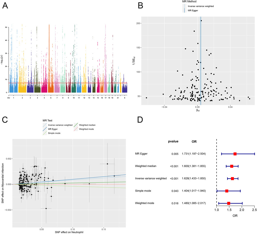 A four-panel figure showcasing Mendelian randomization analysis results:A) A Manhattan plot depicting SNP associations across chromosomes, color-coded per chromosome.B) A funnel plot with inverse variance weighted and MR Egger methods, showing the effect sizes and standard errors for SNPs.C) A scatter plot illustrating SNP effects on two traits, with lines representing different Mendelian randomization tests.D) A forest plot displaying odds ratios and p-values for various Mendelian randomization methods, with red squares indicating point estimates and blue lines as confidence intervals.