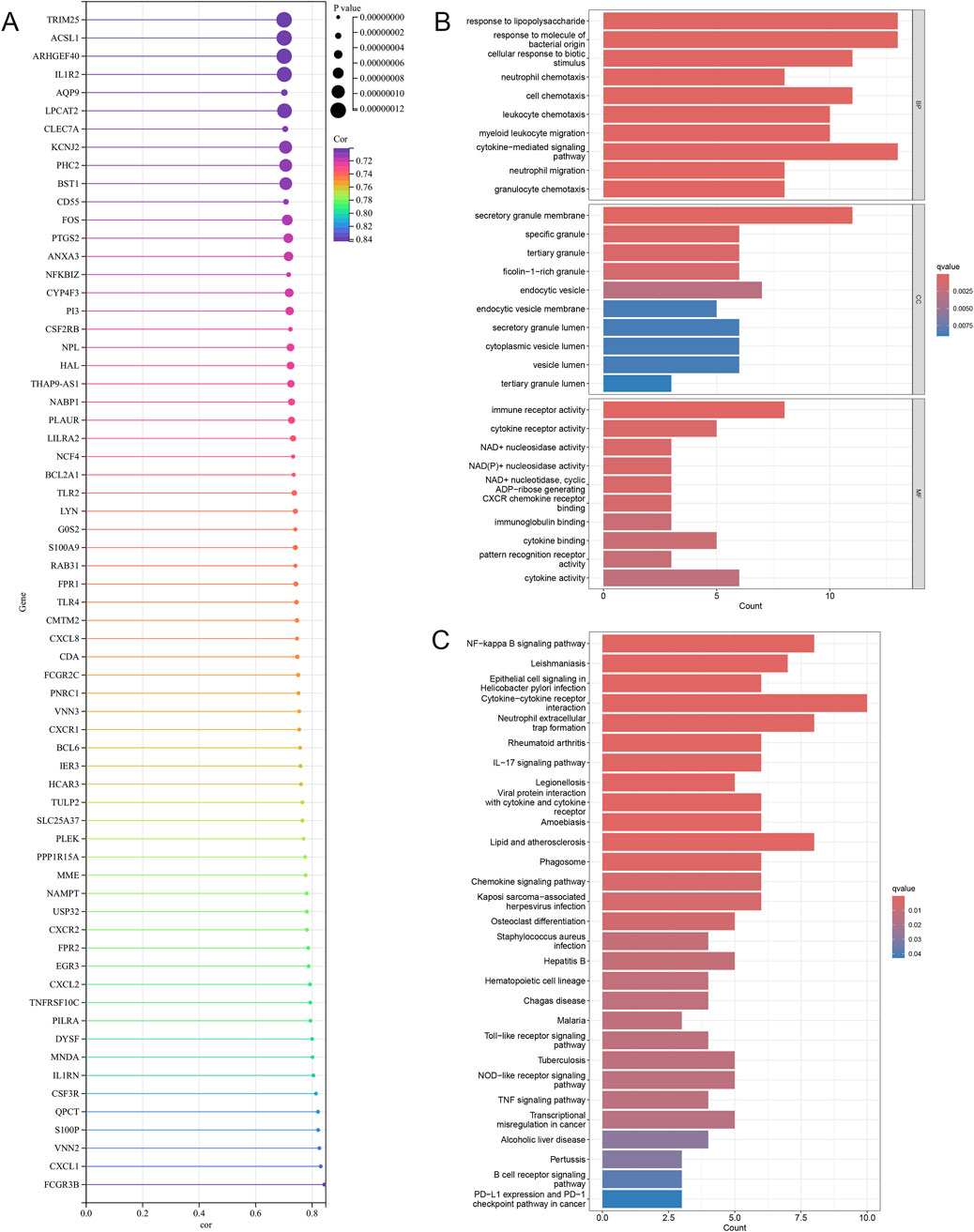 A composite image features three panels of data visualizations. Panel A is a color-coded dot plot showing gene correlation and significance, with dot size representing p-values and color indicating correlation coefficients. Panel B is a horizontal bar chart with three sections, displaying biological processes and pathways, colored by q-value. Panel C presents a horizontal bar chart of signaling pathways affected, similarly colored by q-value. Each panel provides a distinct overview of gene expression and associated biological functions.