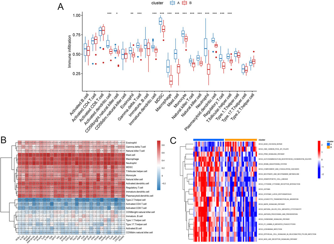 Three panels display data visualizations. Panel A shows a boxplot comparing immune infiltration levels across two clusters (A and B) for various immune cell types. Panel B is a heatmap illustrating correlations between different immune cells, using shades of red and blue to indicate positive and negative correlations, respectively. Panel C presents another heatmap depicting gene expression pathways across clusters, using a color gradient to show variations in expression levels.