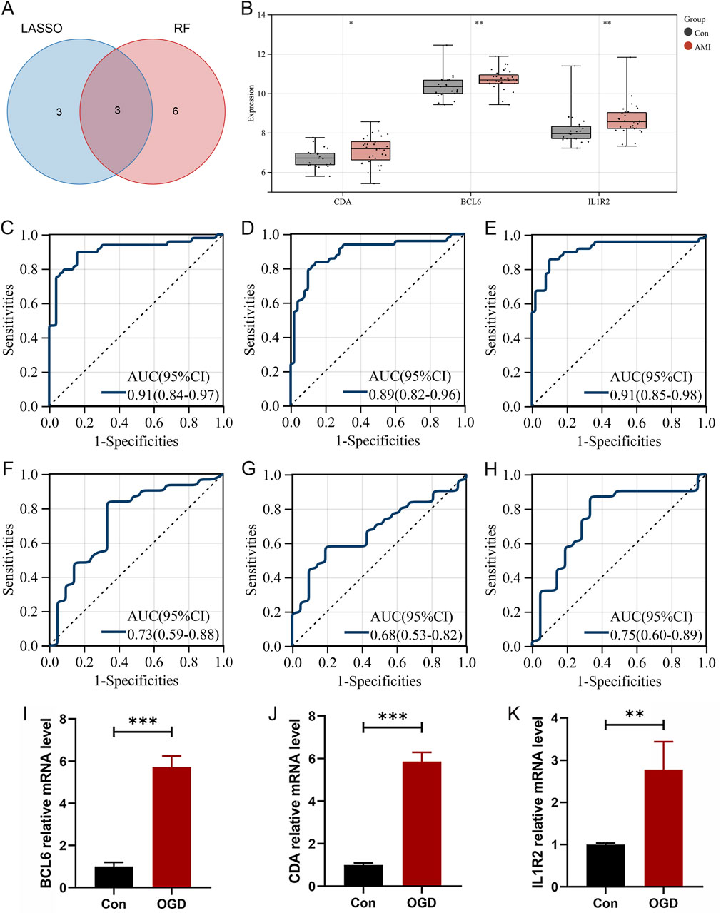 Panel A shows a Venn diagram comparing LASSO and RF with overlapping and unique gene counts. Panel B displays boxplots of expression levels for CDA, BCL6, and IL1R2 in control and AMI groups, indicating significant differences. Panels C to H present ROC curves with AUC values for various models, showing performance in distinguishing conditions. Panels I to K depict bar charts comparing relative mRNA levels of BCL6, CDA, and IL1R2 between control and OGD groups, indicating significant increases in OGD.