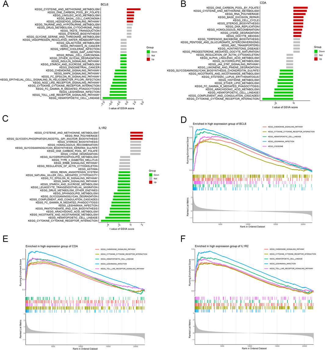 Grouped image consisting of six panels labeled A to F. Panels A, B, and C show bar graphs displaying t-values of GSVA scores for gene sets related to BCL6, CDA, and IL1R2, respectively, with colors indicating up, down, or neutral regulation. Panels D, E, and F display line graphs enriched for high expression groups of BCL6, CDA, and IL1R2 respectively, with lines representing various KEGG pathways. Each graph includes a ranked list metric below the main chart.