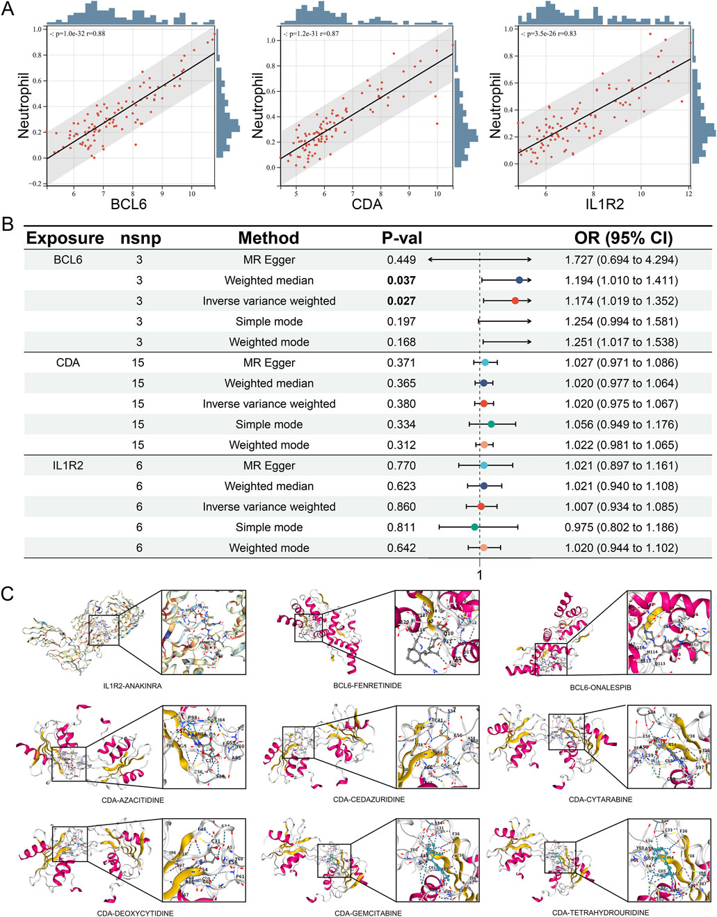 Graphs, a table, and molecular structures are shown. Panel A shows scatter plots of neutrophil levels against BCL6, CDA, and IL1R2 with best-fit lines. Panel B presents a table of statistical methods used to analyze BCL6, CDA, and IL1R2 exposures with P-values and odds ratios, visualized as forest plots. Panel C displays molecular structures of IL1R2, BCL6, and CDA with associated compounds, showing detailed interactions and binding sites.