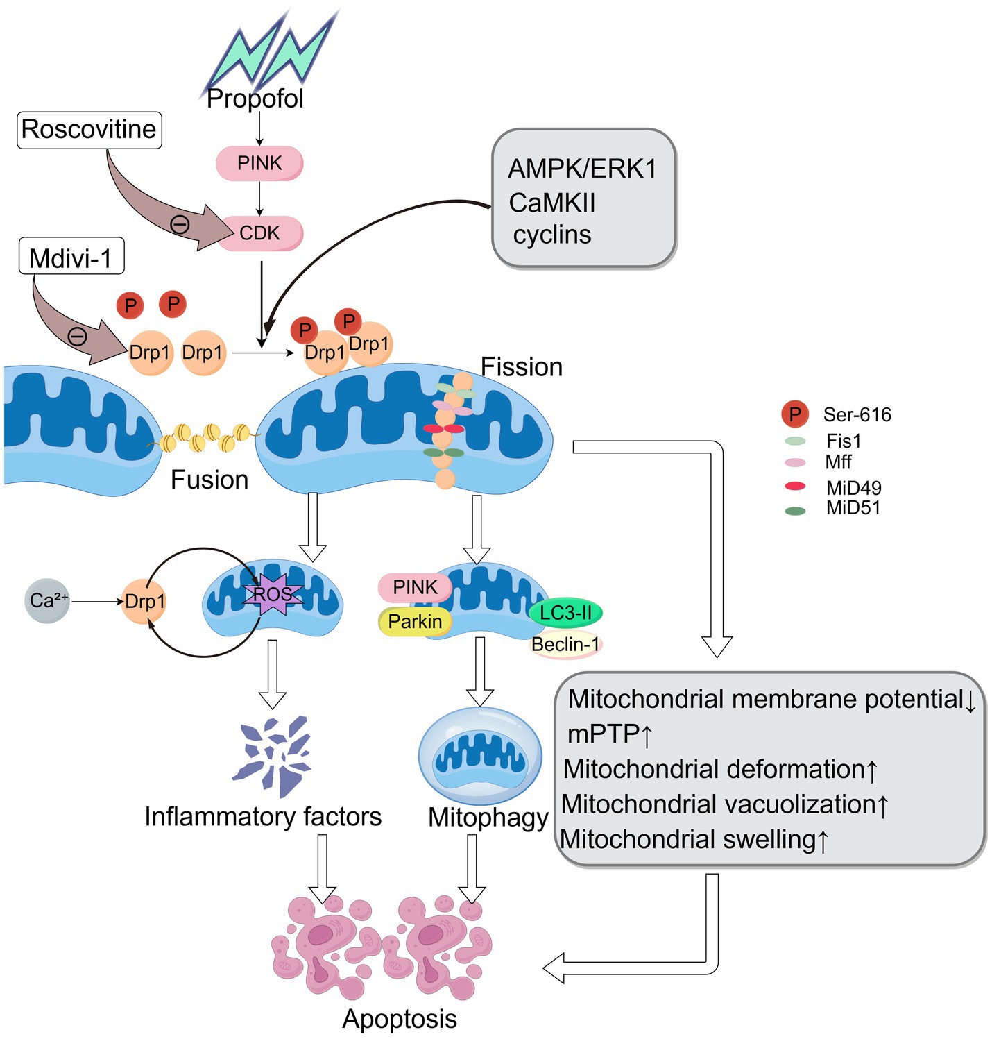 Diagram illustrating the correlation between Drp1 and Propofol. It shows the mechanism by which Propofol induces Drp1 phosphorylation through the PINK and CDK pathways, leading to excessive mitochondrial fission. The fission process involves proteins such as Drp1, Fis1, and Mff. Excessive fission results in inflammation, mitophagy, decreased mitochondrial membrane potential, deformation, and swelling, ultimately causing apoptosis. Mdivi-1 and Roscovitine can hinder this process. Arrows indicate the directional flow of the processes.