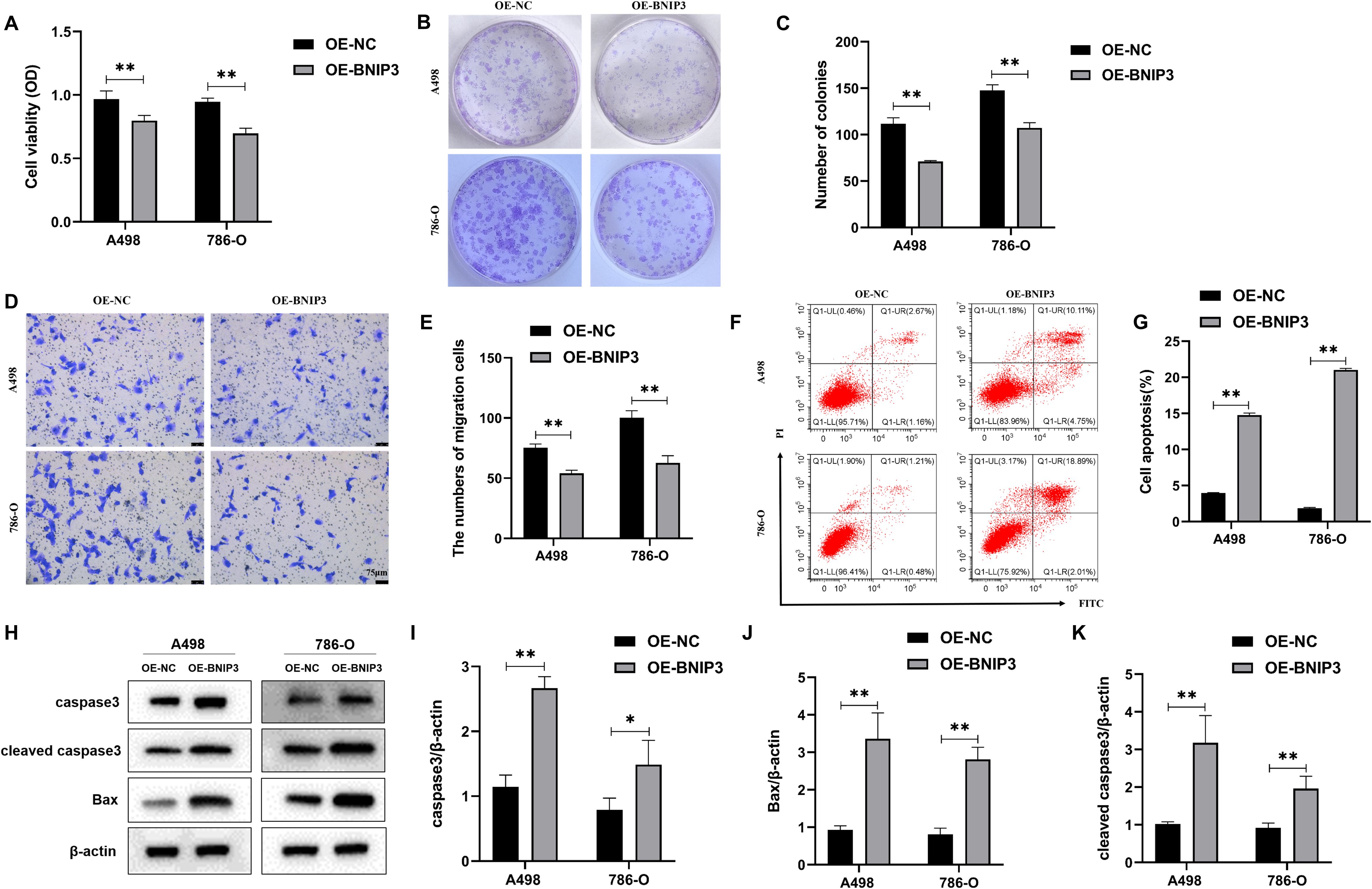 A scientific figure composed of multiple panels analyzing the effects of OE-BNIP3 on A498 and 786-O cell lines. Panel A shows a bar graph of cell viability, indicating reduced viability in OE-BNIP3 treated cells. Panel B displays colony formation images, with fewer colonies in OE-BNIP3 samples. Panel C's bar graph shows a decrease in colony numbers. Panel D presents images of cell migration assays, with reduced migration in OE-BNIP3 cells. Panel E depicts corresponding migration data. Panel F contains flow cytometry dot plots illustrating increased apoptosis in OE-BNIP3 cells. Panel G shows a bar graph of apoptosis rates. Panel H presents western blot images for apoptosis-related proteins. Panels I to K display bar graphs quantifying protein levels, highlighting increased caspase and Bax expression in OE-BNIP3 treated cells. Statistical significance is marked with asterisks.