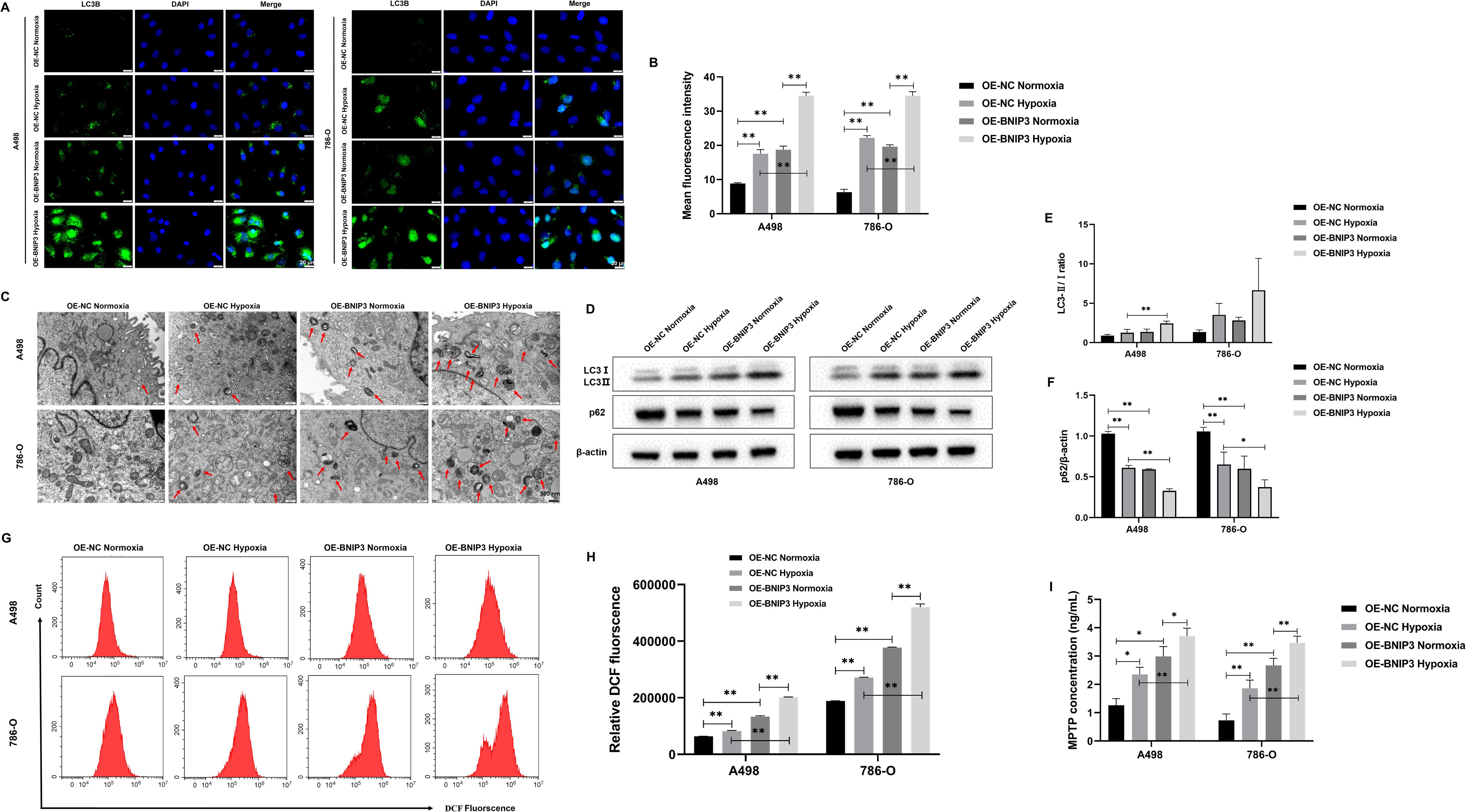 A multi-panel scientific figure displays the effects of Normoxia and Hypoxia on cells. Panel A shows fluorescence microscopy images of LC3B and DAPI staining in A498 and 786-O cells under different conditions. Panel B is a bar graph indicating mean fluorescence intensities. Panel C presents electron microscopy images highlighting mitochondrial structures with red arrows. Panel D shows Western blot results for LC3, p62, and β-actin. Panel E, F, H, and I feature bar graphs illustrating the LC3 I/II ratio, p62/β-actin ratio, relative DCF fluorescence, and MPTP concentration, respectively. Panel G contains histograms of DCF fluorescence counts. Statistical significance is marked with asterisks.