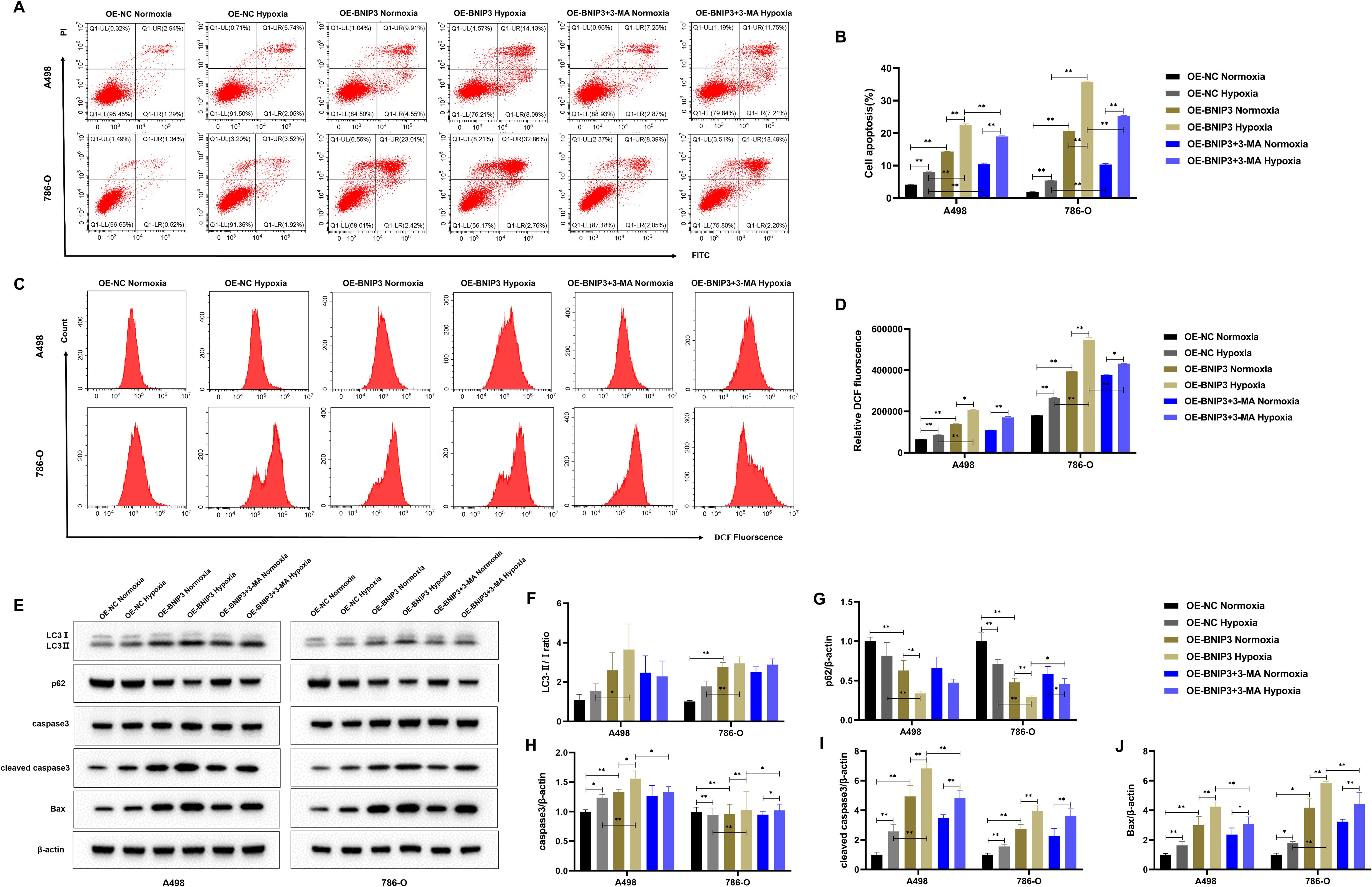 Flow cytometry and western blot analyses, illustrating the impact of various treatments on cell apoptosis and oxidative stress in A498 and 786-O cell lines. Scatter plots (A) and bar graphs (B) display cell apoptosis percentages. Histograms (C) and bar graphs (D) show relative DCF fluorescence, indicating oxidative stress. Western blots (E) examine protein expressions of LC3, p62, caspase-3, Bax, and β-actin. Bar charts (F-J) quantify ratios of these proteins, comparing normoxia and hypoxia conditions across different treatments. Statistical significance is indicated, with annotations on the graphs.