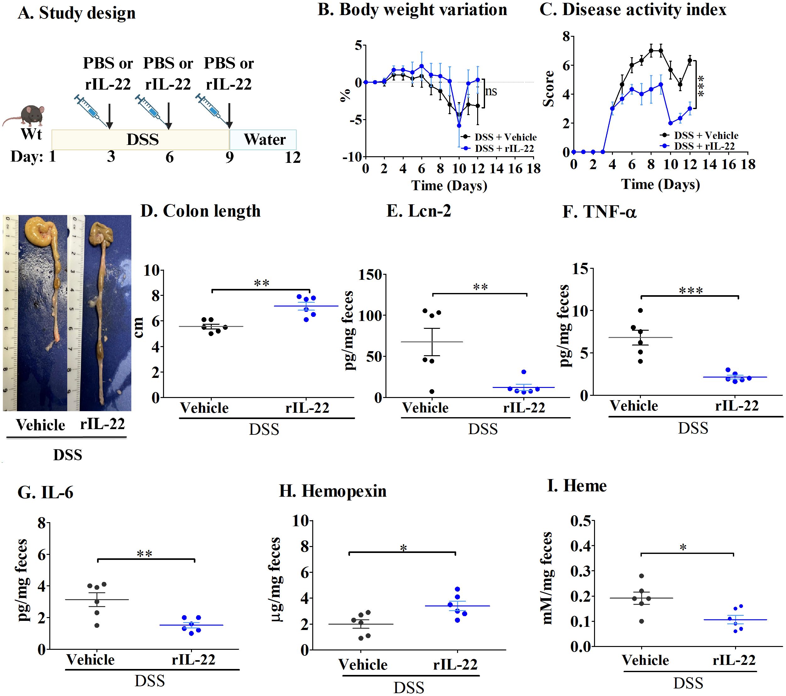 Study design and results comparing vehicle and rIL-22 treatments in mice with DSS-induced colitis. Panel A shows the study timeline. Panel B displays body weight variation; Panel C shows the disease activity index. Panel D compares colon lengths, with photographs of colons from each group. Panels E to I present levels of Lcn-2, TNF-α, IL-6, Hemopexin, and Heme, respectively, indicating significant differences with statistical markers.