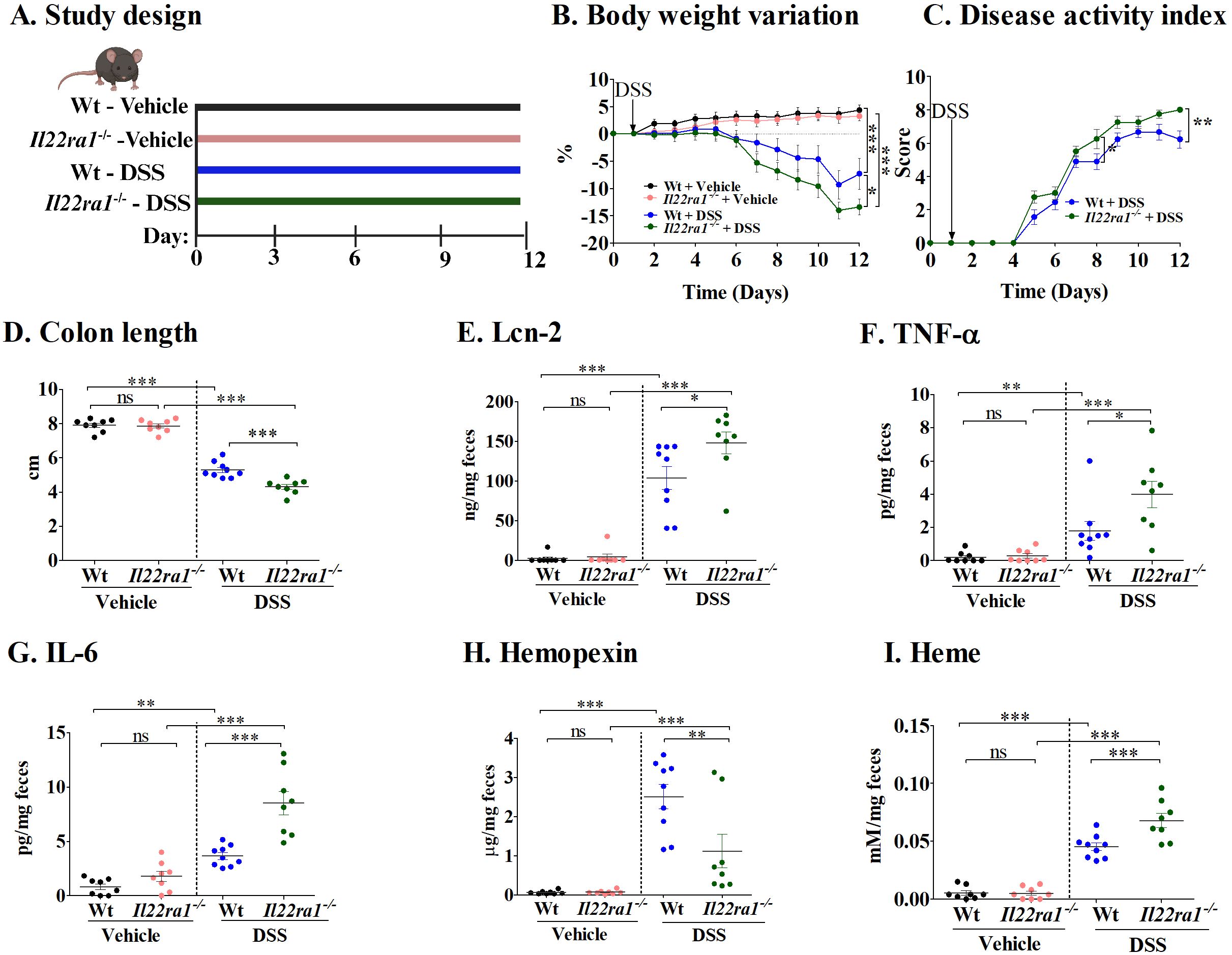 Study design diagram and eight graphs analyzing the impact of DSS on different parameters in mice. A. Study design timeline with four groups: Wt with Vehicle, Il22ra1-/– with Vehicle, Wt with DSS, and Il22ra1-/– with DSS. B. Body weight variation shows weight loss in DSS-treated groups. C. Disease activity index increases for DSS-treated groups, with Il22ra1-/– showing higher scores. D-I. Various parameters measured: D. Colon length, E. Lcn-2, F. TNF-α, G. IL-6, H. Hemopexin, I. Heme. Statistical significance noted with asterisks, and “ns” indicates no significance.