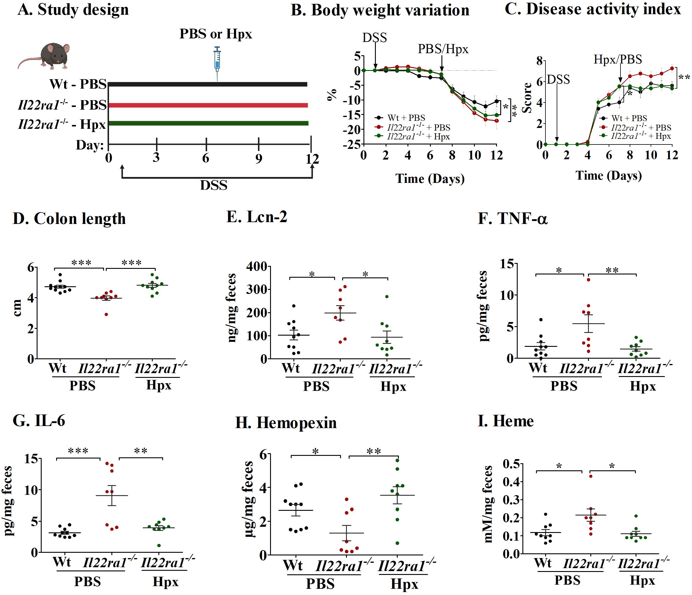 Study design and results in a mouse model are detailed in multiple panels. A: Timeline of treatment with PBS or Hpx in wild-type and Il22ra1-deficient mice over 12 days. B: Graph showing body weight variation over time. C: Disease activity index measured over time. D: Colon length comparison. E to I: Levels of Lcn-2, TNF-α, IL-6, Hemopexin, and Heme in feces, respectively. Stars indicate statistical significance. Each panel compares three groups: wild-type with PBS, Il22ra1-deficient with PBS, and Il22ra1-deficient with Hpx.