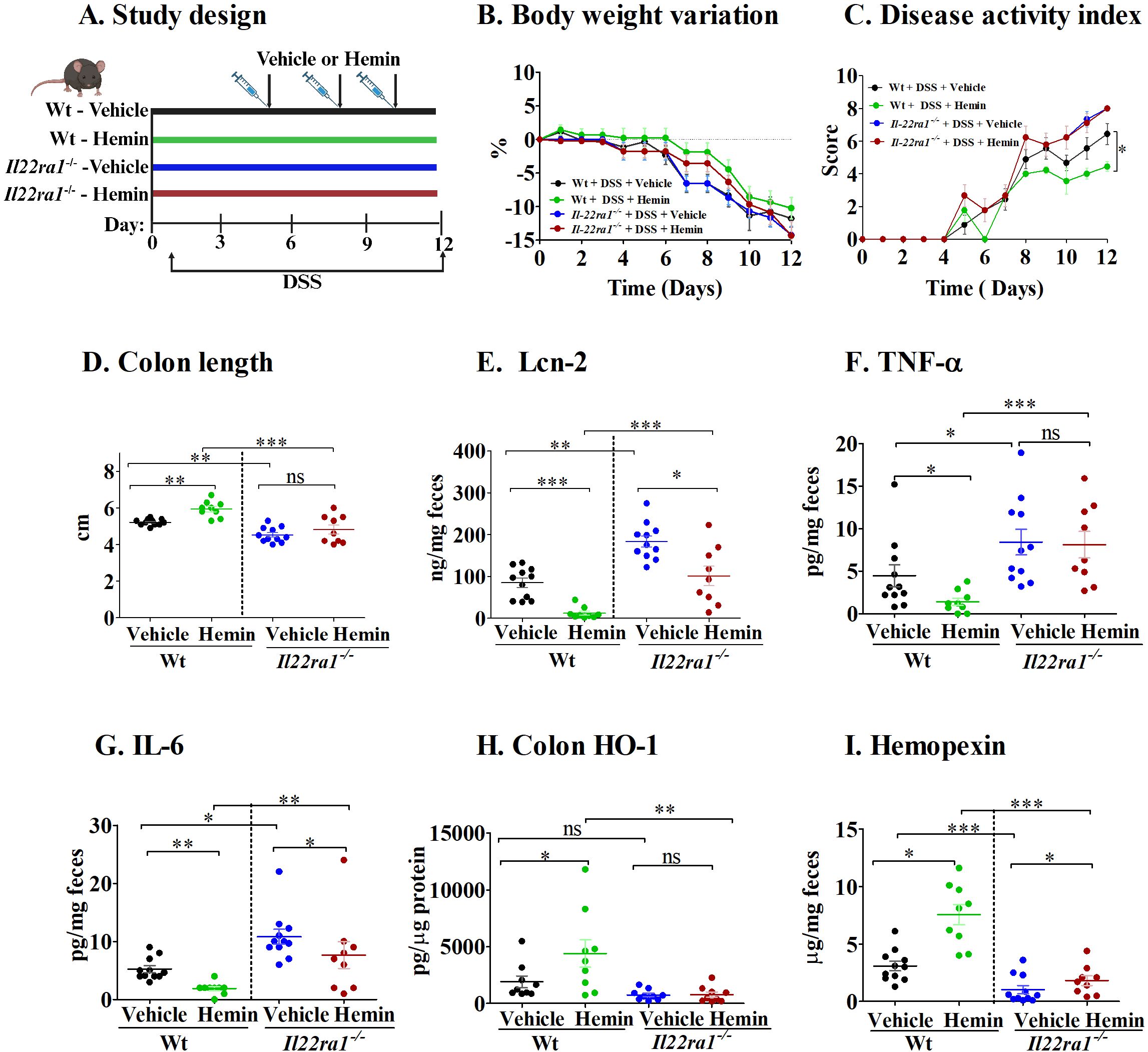 Studies involving mice show the effects of different treatments on body weight, disease activity, colon length, and various protein levels. Panel A outlines the study design. Panel B shows body weight variation over time, and Panel C displays the disease activity index. Panels D to I present results for colon length, Lcn-2, TNF-α, IL-6, colon HO-1, and hemopexin levels, comparing wild type and Il22ra1−/− mice with vehicle or hemin treatment. Statistical significance is indicated with asterisks and notations such as “ns” for not significant.