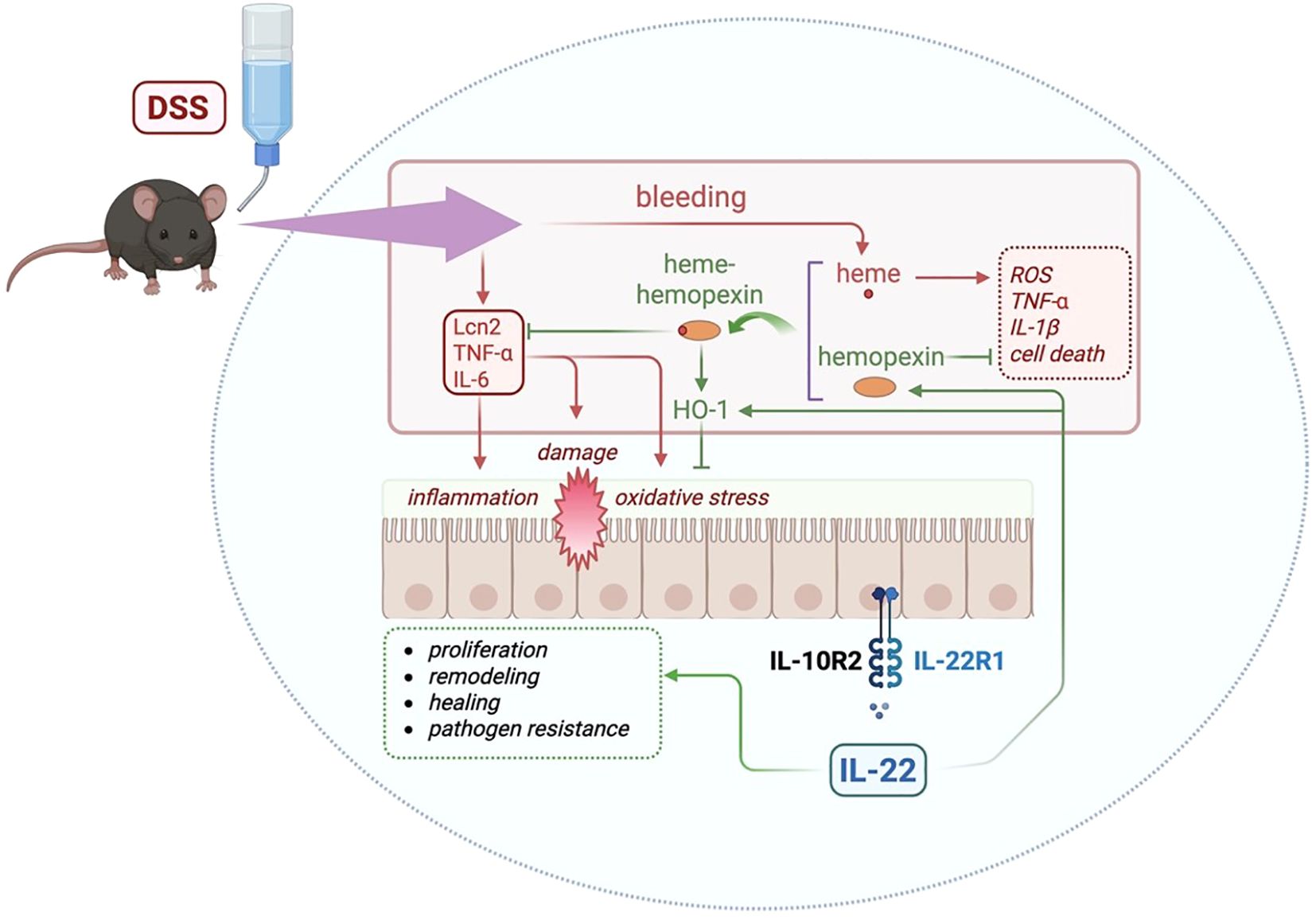 Diagram illustrating the biological response in a mouse model to DSS-induced bleeding. It shows interactions between heme, hemopexin, and various cytokines like Lcn2, TNF-α, IL-6, IL-1β, causing inflammation and oxidative stress. It also details signaling pathways involving IL-22, IL-10R2, and IL-22R1, linked to proliferation, remodeling, healing, and pathogen resistance.