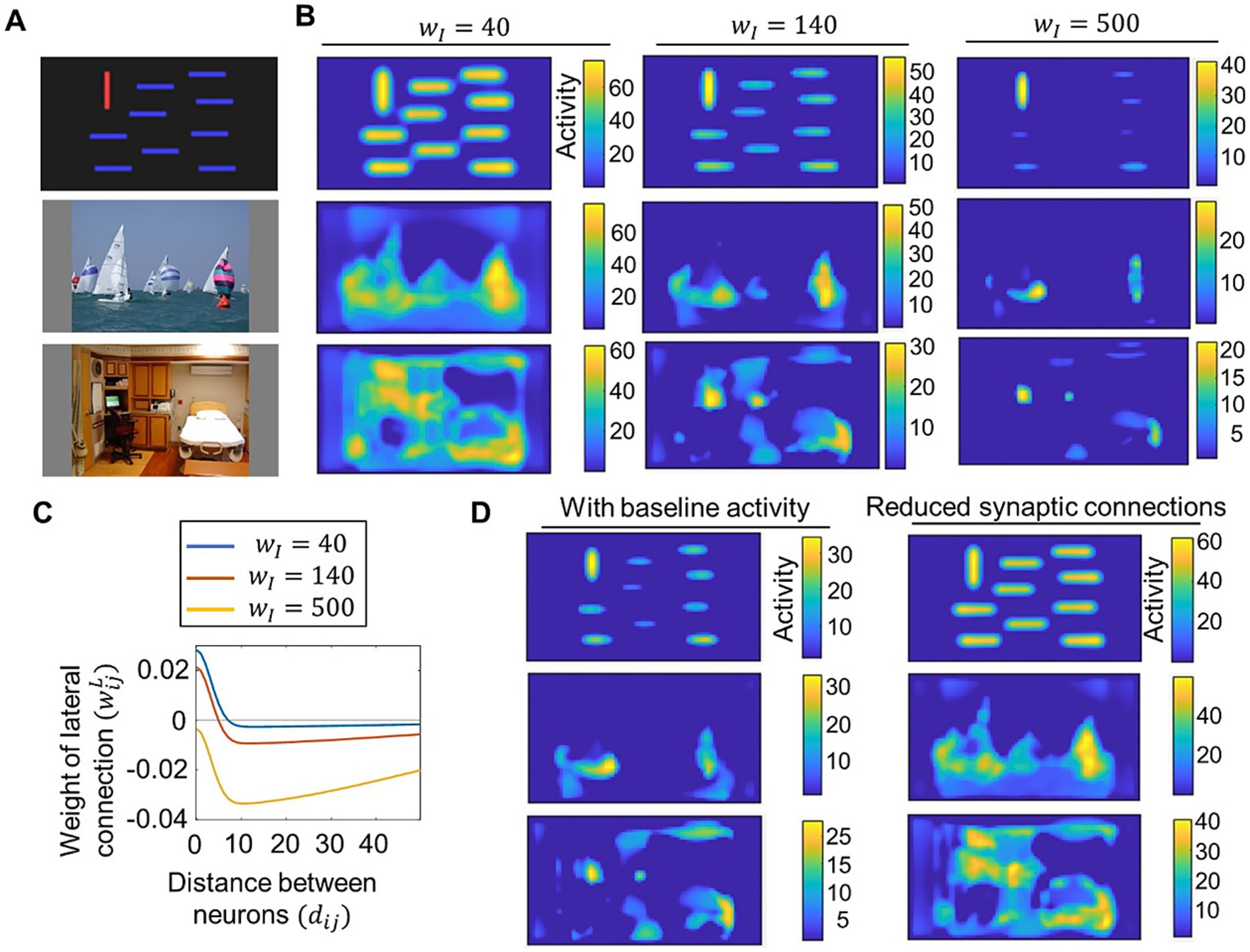 Panel A shows three images: a red and blue horizontal line pattern, sailboats in water, and a room with a bed and medical equipment. Panel B displays heatmaps depicting neural activity under three conditions with different weights of lateral connections (w_I = 40, 140, 500). Panel C is a line graph showing the relationship between the distance between neurons and the weight of lateral connections. Panel D presents heatmaps of neural activity under conditions of baseline activity and reduced synaptic connections.