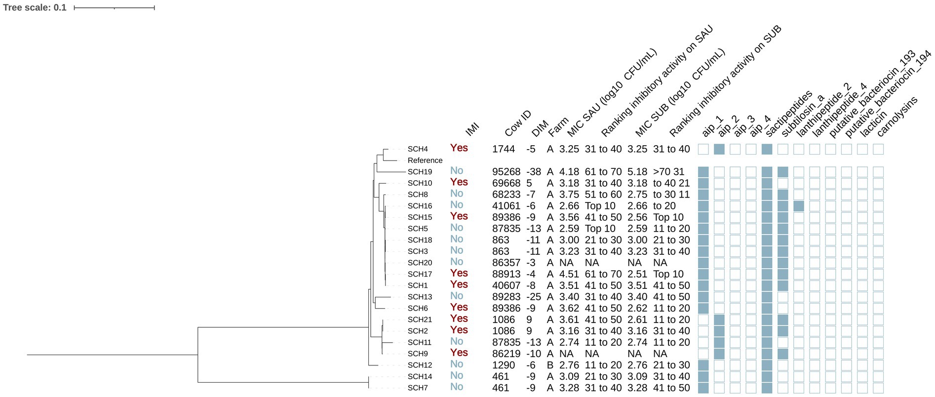A phylogenetic tree alongside a heatmap displaying data on different strains identified by SCH numbers. Columns include cow ID, DIM, farm, MIC values, ranking inhibitory activities, and presence of specific peptides and bacteriocins. The IMI column indicates infection status. Data cells are filled or empty to signify varying results for each strain. Tree scale is 0.1.
