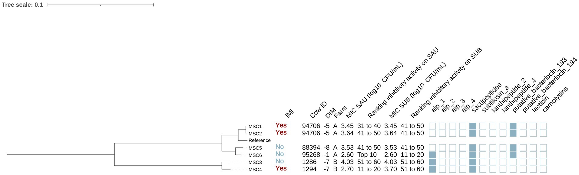 Phylogenetic tree diagram showcasing relationships between different sample IDs, labeled MSCI1 through MSCI6, and a reference. Table on the right includes columns for Cow ID, DIM, Farm, MIC SAU, ranking for inhibitory activity, various peptides, bacteriocins, and rankings. The tree scale indicates 0.1. Some entries are highlighted with