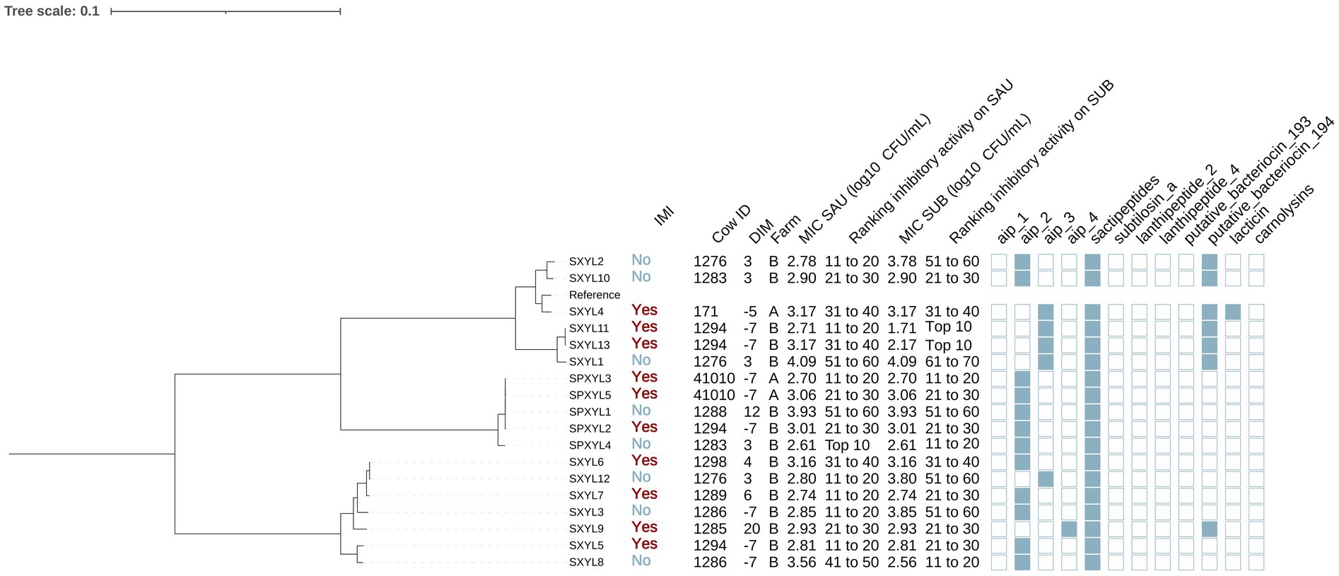Phylogenetic tree and heatmap depicting relationships and characteristics of various strains. Strains are labeled with IDs like SXYL2 and SPXYL2. Attributes include IMI status, cow ID, DIM, MIC values, and presence of specific peptides. The tree illustrates evolutionary relationships, while the heatmap provides data on inhibitory activities and peptide presence, with cells shaded to indicate attribute levels.