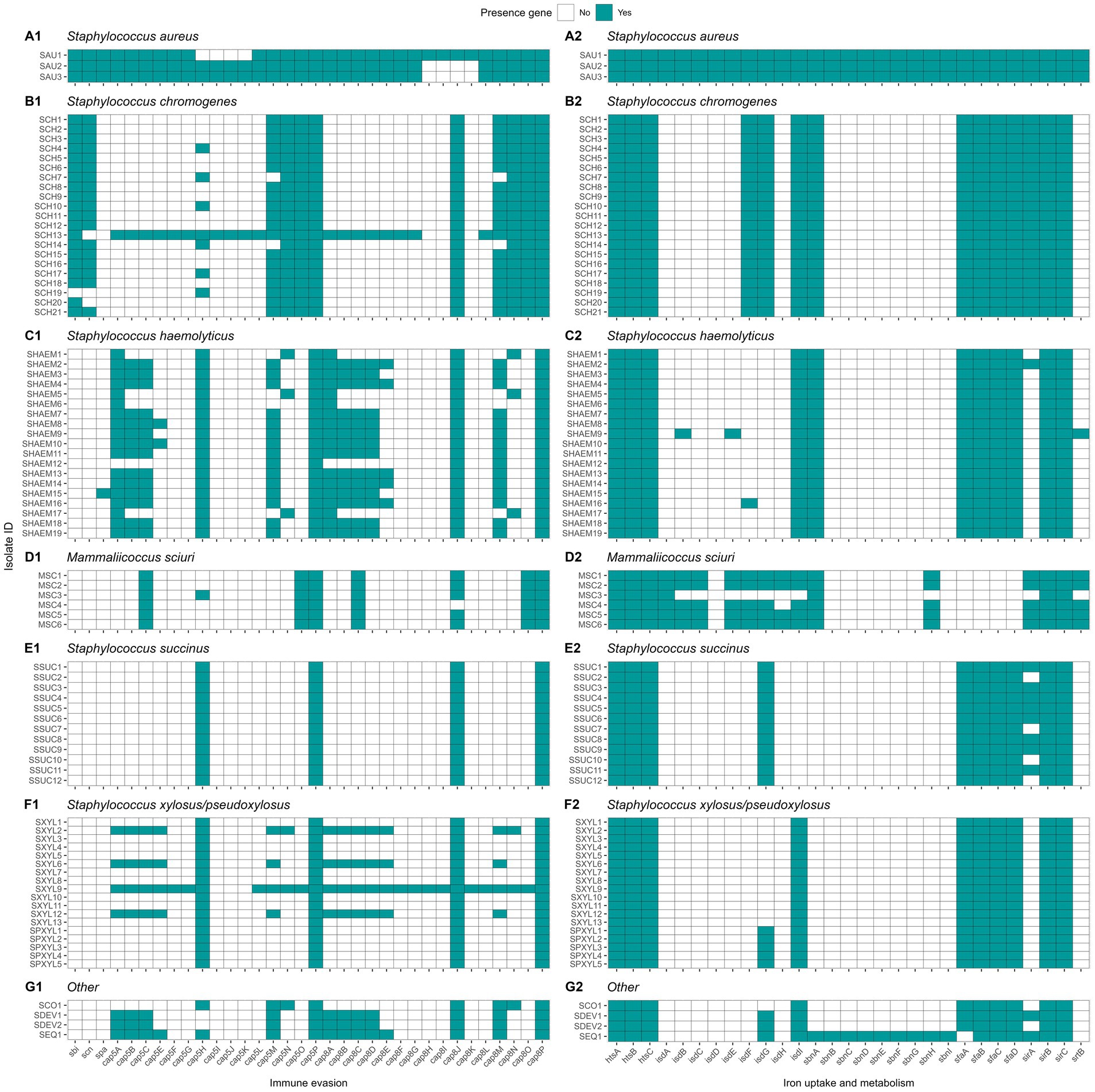 Matrix charts display gene presence across seven bacterial species: Staphylococcus aureus, Staphylococcus chromogenes, Staphylococcus haemolyticus, Mammaliicoccus sciuri, Staphylococcus succinus, Staphylococcus xylosus/pseudoxylosus, and others. Each species is shown in two sections, highlighting immune evasion and iron uptake genes. Cells are colored green for gene presence and white for absence.