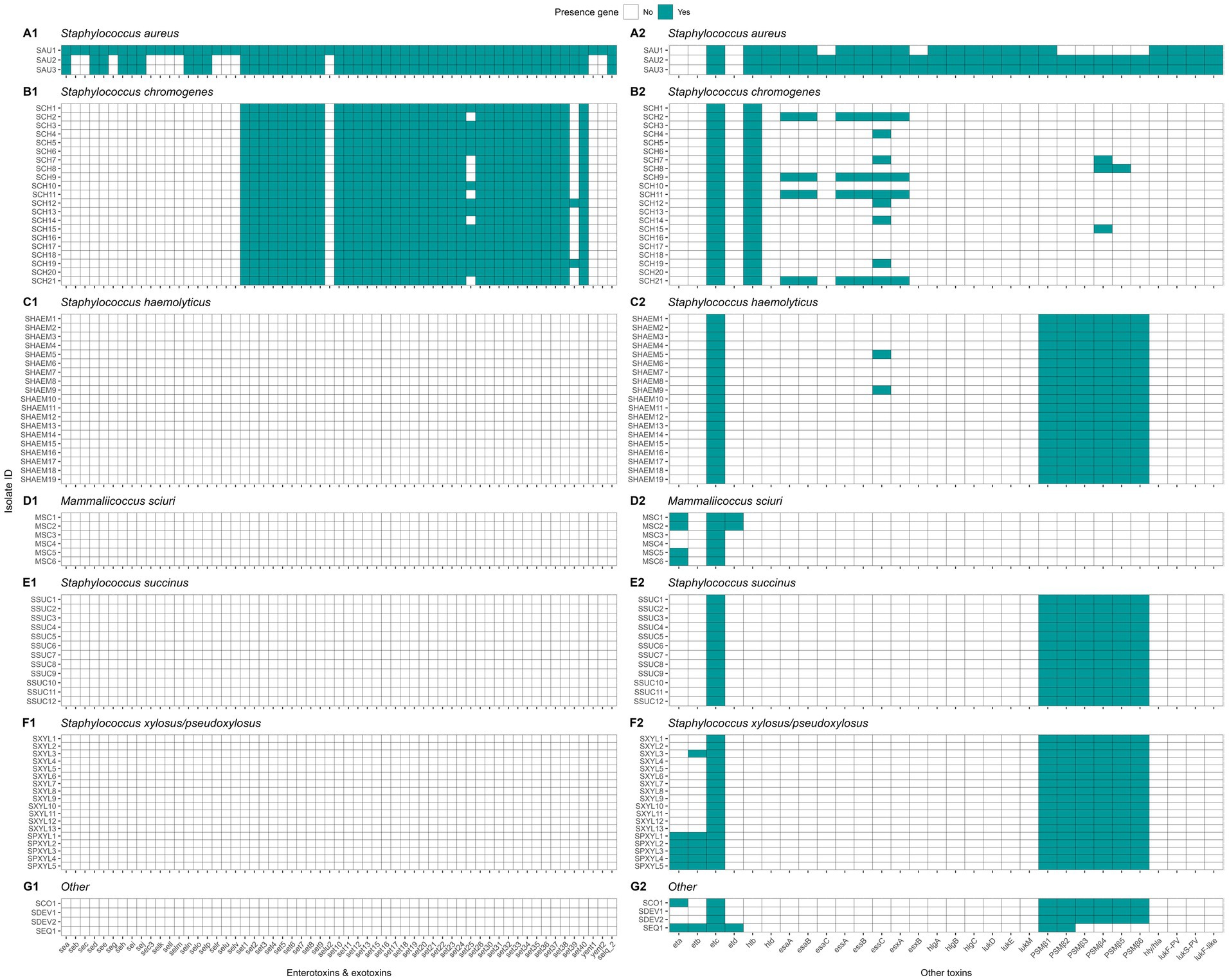 Grid graphs displaying the presence of genes associated with various Staphylococcus species. Each row corresponds to a different strain, and columns represent specific genes. Colored cells indicate the presence of a gene. Species include Staphylococcus aureus, Staphylococcus chromogenes, Staphylococcus haemolyticus, Mammaliicoccus sciuri, Staphylococcus succinus, Staphylococcus xylosus/pseudoxylosus, and others.