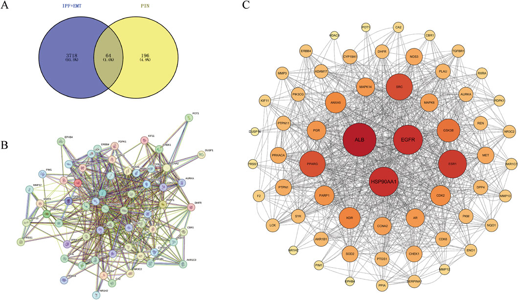 Diagram depicting three panels of biological data visualizations. Panel A shows a Venn diagram with two circles: IPF+EMT (blue) and PIN (yellow), with an intersection of sixty-four elements. Panel B presents a complex network graph linking various proteins. Panel C illustrates a protein-protein interaction network, with nodes representing proteins, sized and colored by interaction strength or significance, highlighting ALB, EGFR, and HSP90AA1 as central nodes.