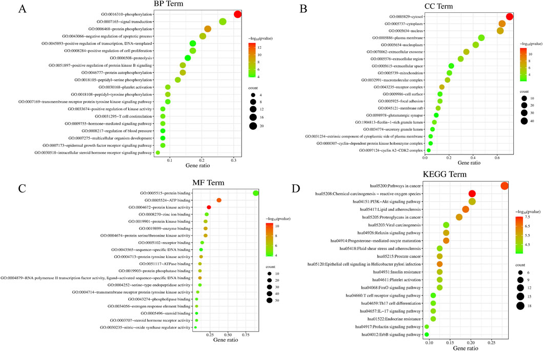 Four bubble charts show gene set enrichment analysis results. Chart A (BP Term) displays biological processes. Chart B (CC Term) shows cellular components. Chart C (MF Term) illustrates molecular functions. Chart D (KEGG Term) depicts KEGG pathways. Bubble sizes indicate count, and colors represent p-value significance, ranging from green (less significant) to red (more significant). Gene ratio is shown on the x-axis for each chart.
