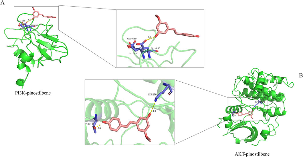 Diagram showing molecular interactions between pinostilbene and proteins PI3K and AKT. Image A depicts PI3K with pinostilbene binding at GLU-650. Image B shows AKT with pinostilbene interacting at LYS-276 and THR-195. Both proteins are visualized with green ribbon structures, and close-up insets highlight specific binding sites.