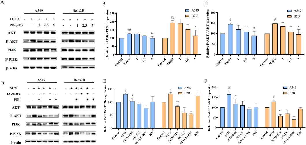Western blot and bar chart images display the effects of TGF-β and PIN on AKT, P-AKT, PI3K, and P-PI3K expression in A549 and Beas2B cell lines. Panels A and D illustrate protein bands, while panels B, C, E, and F depict relative expression levels in bar charts, differentiated by cell lines and experimental conditions.
