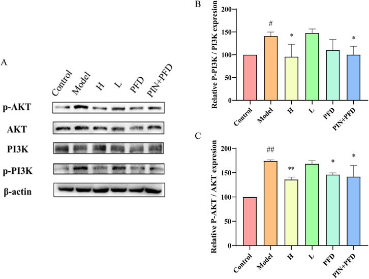 Panel A shows Western blot results for p-AKT, AKT, PI3K, p-PI3K, and β-actin across six conditions: Control, Model, H, L, PFD, and PIN+PFD. Panel B displays a bar graph comparing the relative expression of p-PI3K/PI3K. Panel C presents a bar graph of relative p-AKT/AKT expression. Data include standard deviation; #, ##, *, and ** indicate statistical significance.
