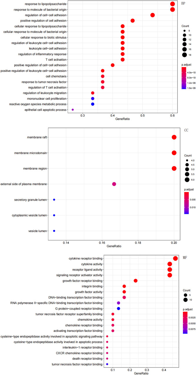 Three bubble plots display gene enrichment analysis for biological processes (BP), cellular components (CC), and molecular functions (MF). Each plot presents terms on the y-axis against the GeneRatio on the x-axis. Bubble size represents the count of genes, while color indicates p-value adjustment, with a gradient from red to blue. The BP plot features terms like