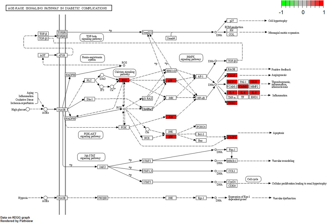 Diagram of the AGE-RAGE signaling pathway in diabetic complications, featuring multiple interconnected proteins and signaling pathways such as TGF-beta, MAPK, PI3K-AKT, and Jak-STAT. Key components include high glucose, oxidative stress, inflammation, and ischemia, with downstream effects on cell proliferation, hypertrophy, angiogenesis, inflammation, and apoptosis. Color gradient indicates expression changes, with some elements highlighted in red, suggesting upregulation.