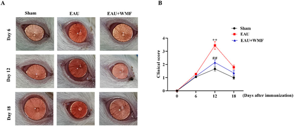 Panel A shows a series of images depicting the progression of an eye condition across three groups: Sham, EAU, and EAU+WMF, on Days 6, 12, and 18. The EAU group's eyes display more redness and inflammation. Panel B is a line graph comparing clinical scores of Sham, EAU, and EAU+WMF groups over time. The EAU group, represented by red squares, shows the highest score peak at Day 12, while the EAU+WMF group, represented by blue triangles, shows a moderated peak.