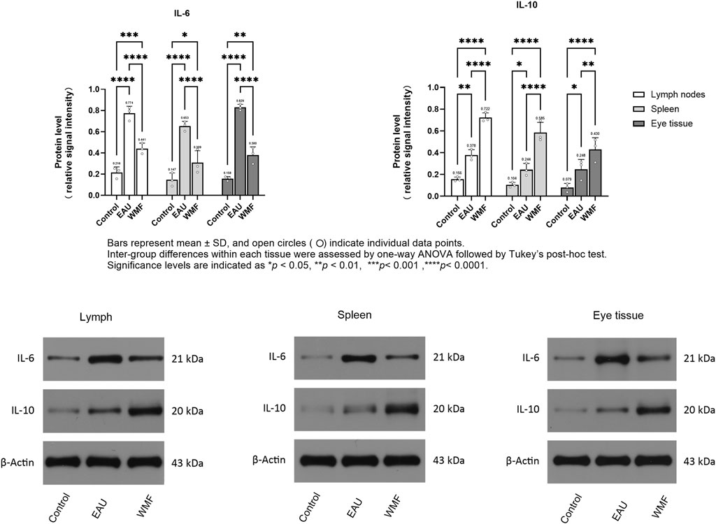Bar charts and Western blots compare IL-6 and IL-10 protein levels in lymph nodes, spleen, and eye tissue across Control, EAU, and WMF groups. Significant differences are marked with asterisks. Below, Western blots display IL-6, IL-10, and β-Actin bands for each tissue and group, showing protein sizes in kilodaltons.