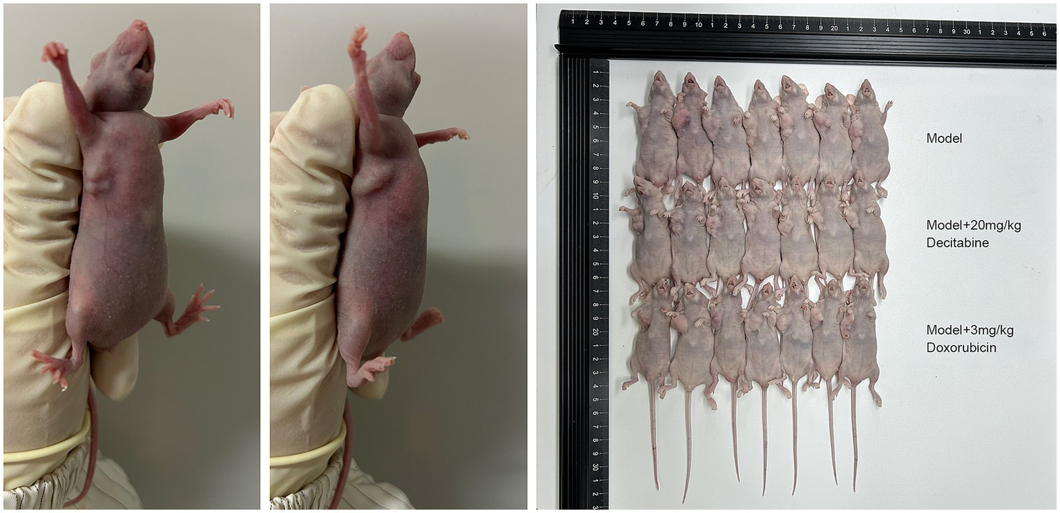 Two images of lab mice are shown. The first two images depict a lab mouse being held vertically, highlighting its posture. The third image shows a grid of multiple lab mice arranged on a surface, with labels indicating different treatment groups: "Model," "Model + 20 mg/kg Decitabine," and "Model + 3 mg/kg Doxorubicin," suggesting a scientific experiment setup.