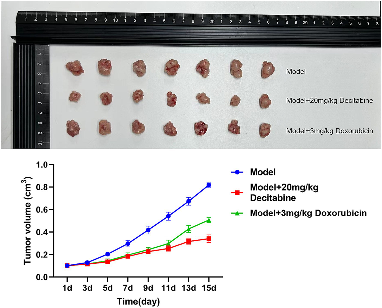 Top section shows three rows of tumors with varying sizes, labeled as Model, Model with 20 mg/kg Decitabine, and Model with 3 mg/kg Doxorubicin. A graph below tracks tumor volume over 15 days for each group, showing smaller volumes for Decitabine and Doxorubicin compared to the Model.