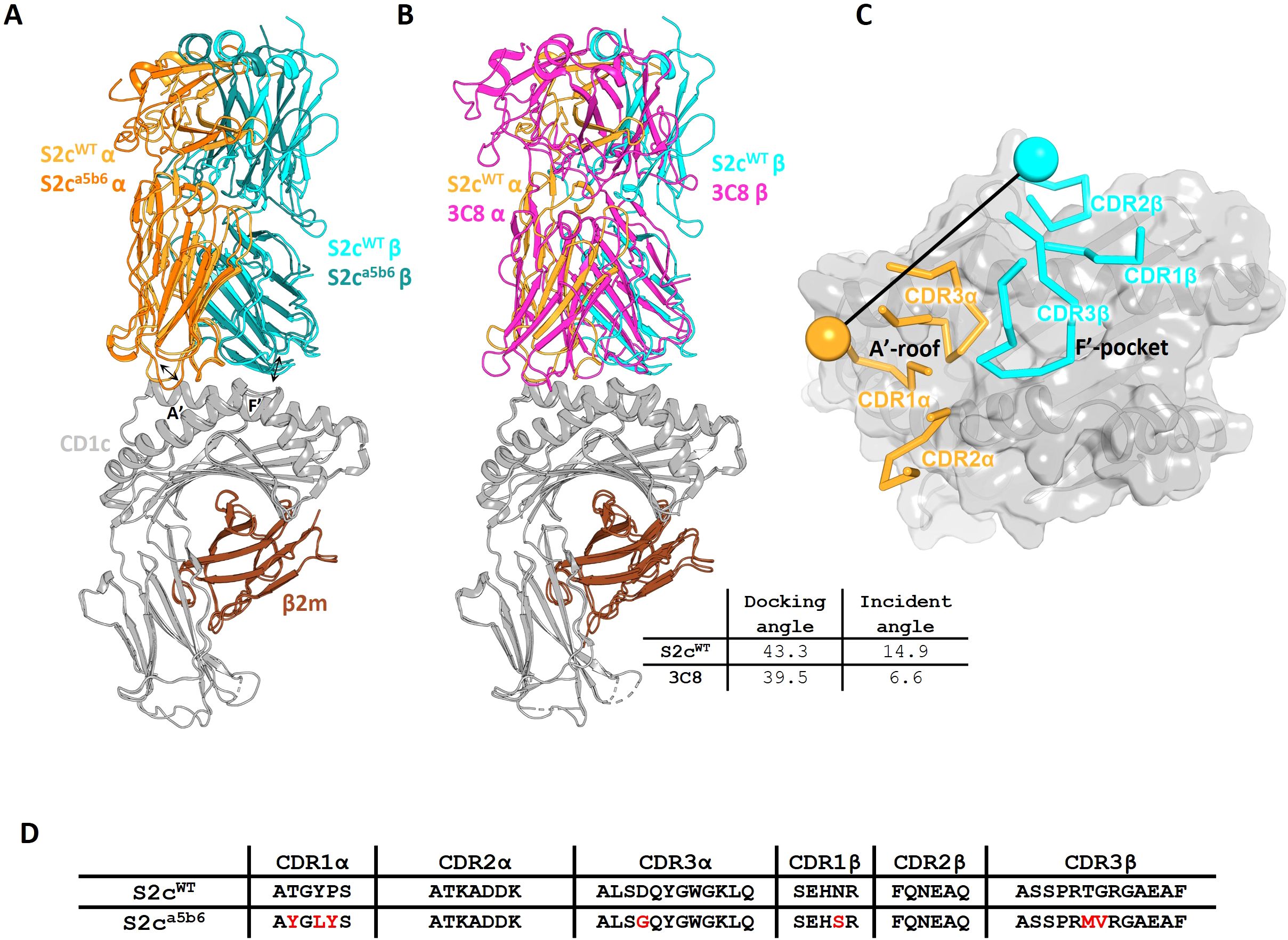 Structural analysis of immune receptors binding to CD1c. Image A shows the S2c^WT and S2c^a5b6 complexes color-coded in orange and teal, with the β2m subunit in brown. Image B presents the S2c^WT and 3C8 complexes in magenta and teal. Image C highlights the interaction regions, with CDR loops marked. A table in image D compares the docking and incident angles, along with sequence variations of CDR regions between S2c^WT and S2c^a5b6.