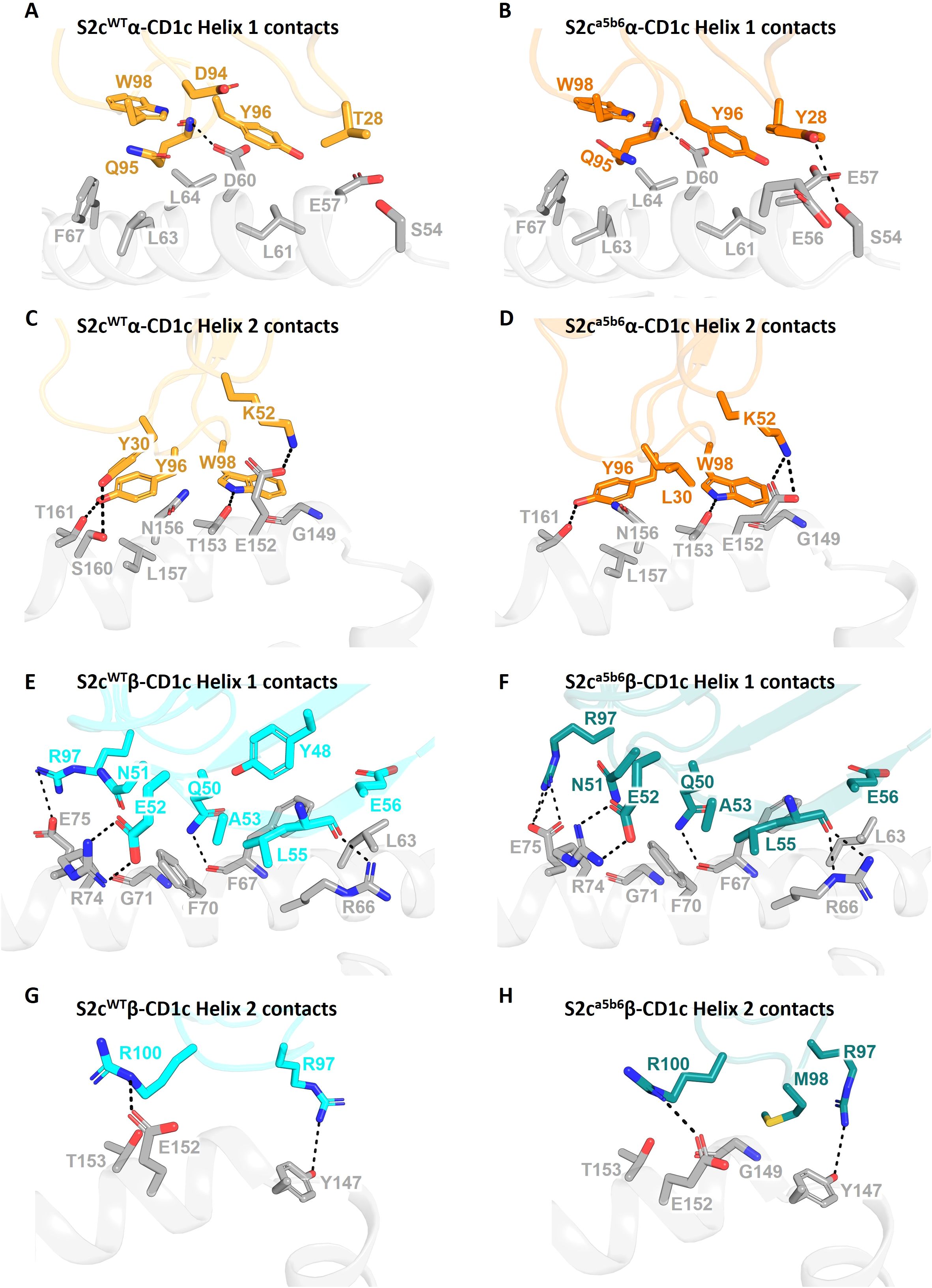 Molecular diagrams show different contacts between S2c variants and CD1c helices. Panels A and B depict S2c WT α and S2c α5b6 α contact with Helix 1, highlighting residues like W98 and Y96. Panels C and D show interactions of Helix 2, with residues like K52 and Y30. Panels E and F illustrate S2c WT β and S2c α5b6 β contact with Helix 1, noting residues such as R97 and Q50. Panels G and H highlight Helix 2 interactions with residues R100 and R97. Colors differentiate various amino acids and interactions.