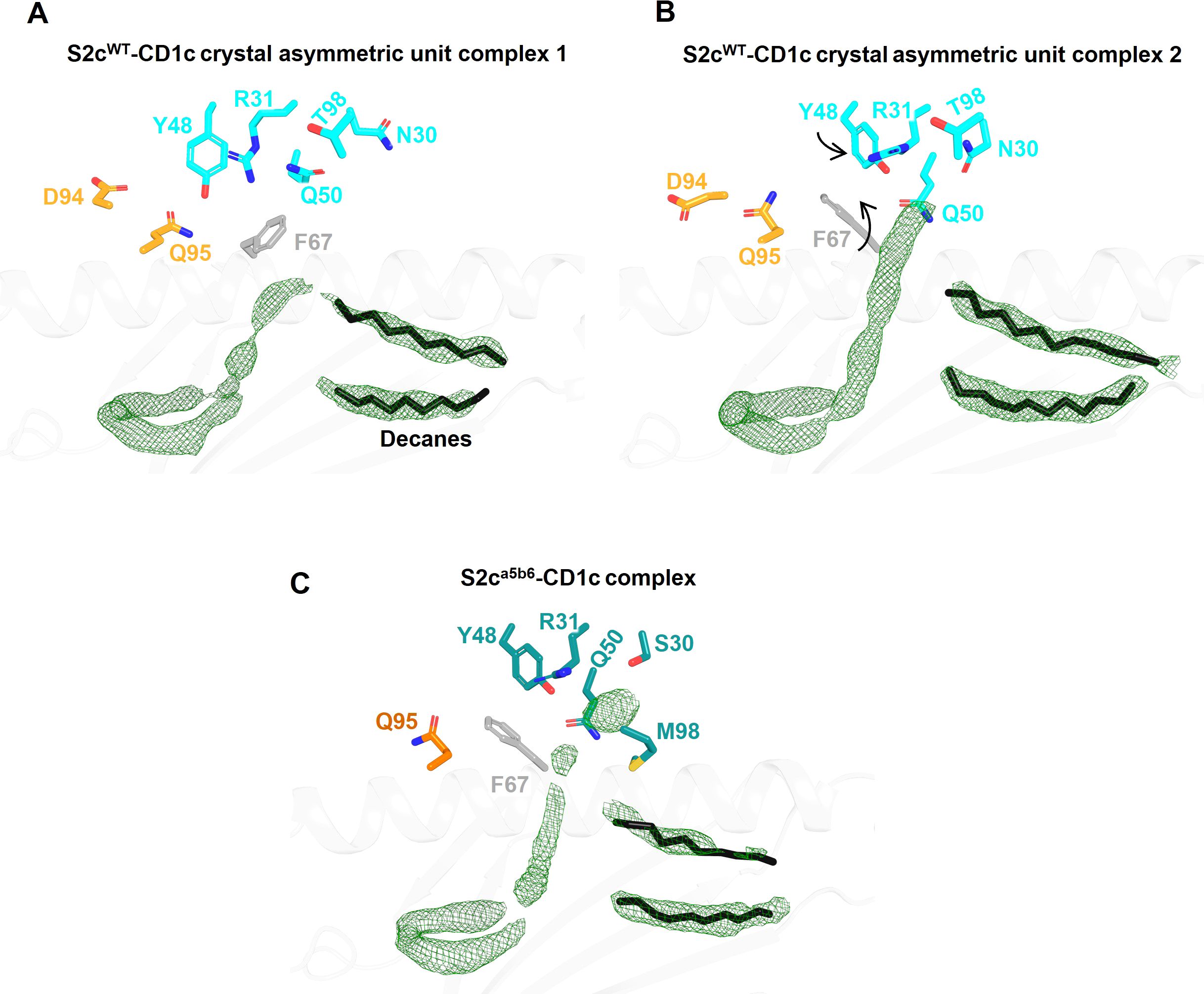 Molecular structures of S2c complexes in three panels: A and B show S2c^WT-CD1c crystal asymmetric units, with labeled amino acids and decanes in green mesh. C displays S2c^α5b6-CD1c complex with labeled amino acids. Each panel highlights specific interactions and configurations between amino acids designated in cyan, yellow, and gray.
